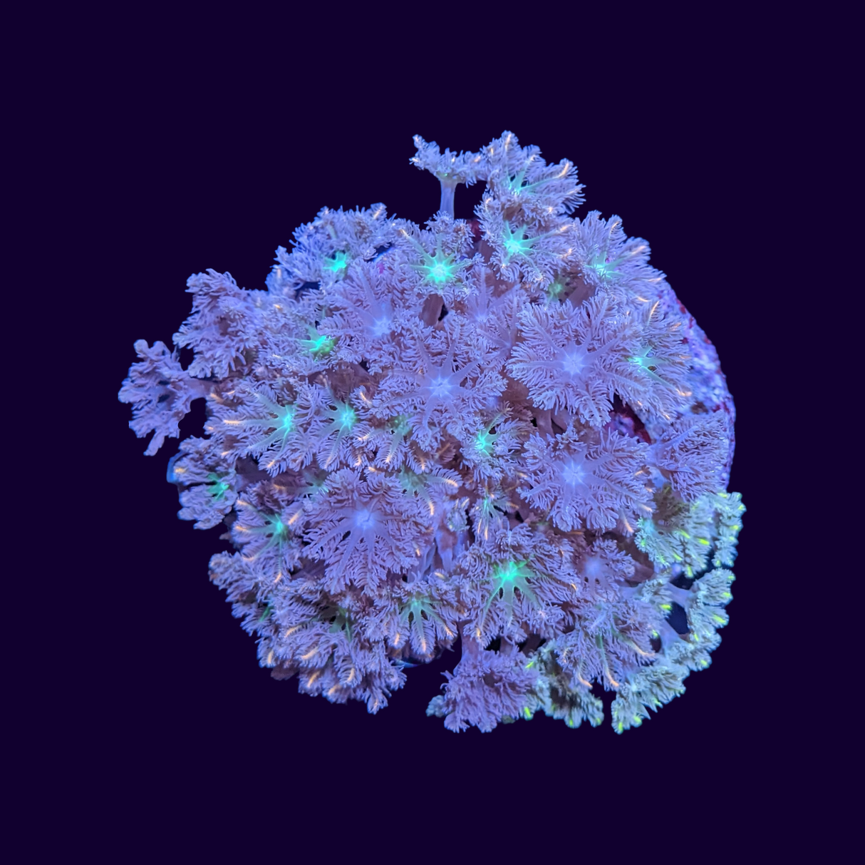 Mixed Clove Polyp Colony