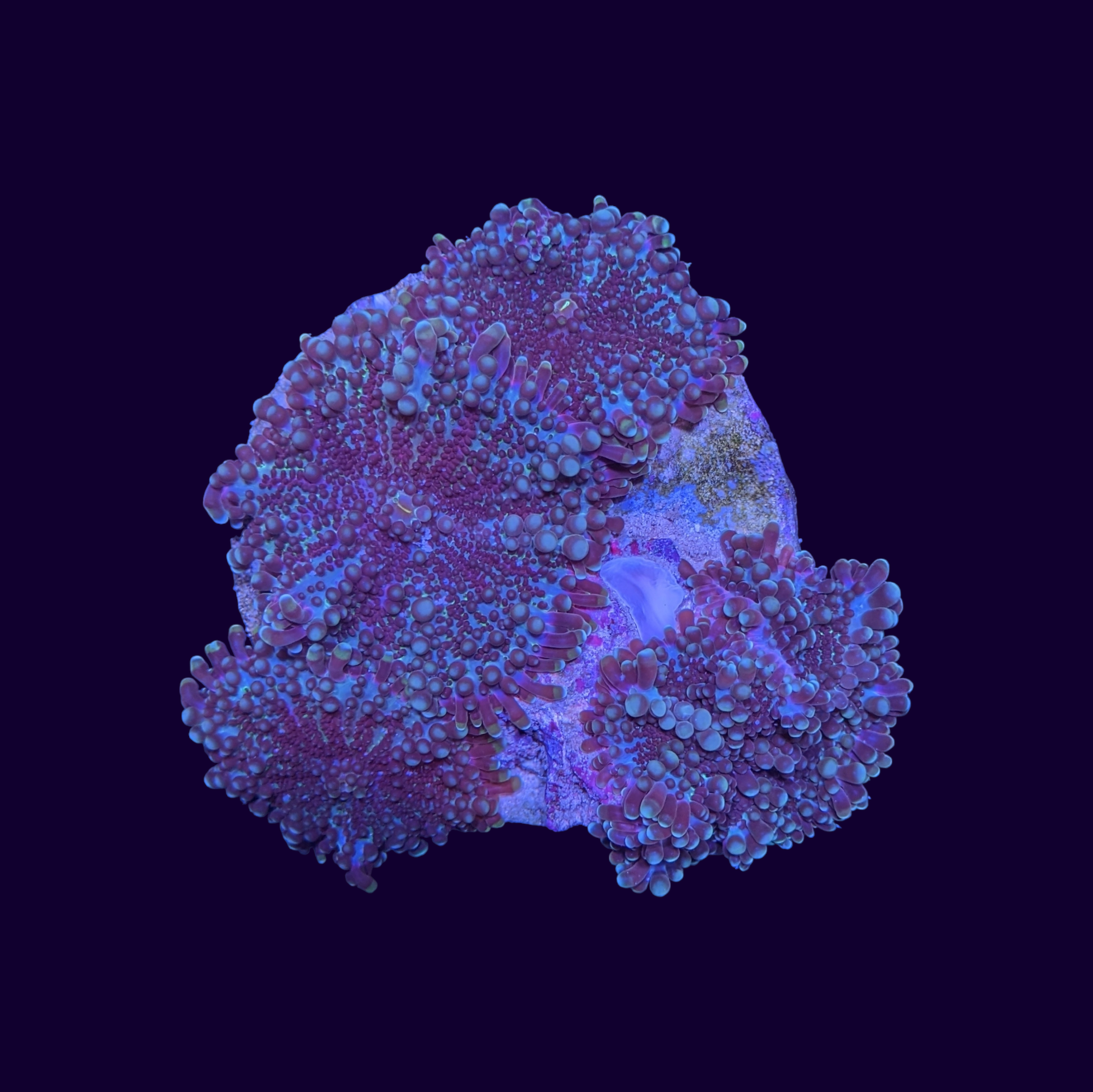 Purple Ricordea Yuma Mushroom Colony