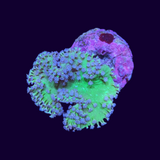 White Polyp Green Toadstool