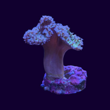 White Polyp Green Toadstool