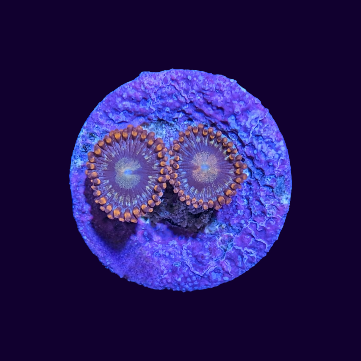 Zoa Frag