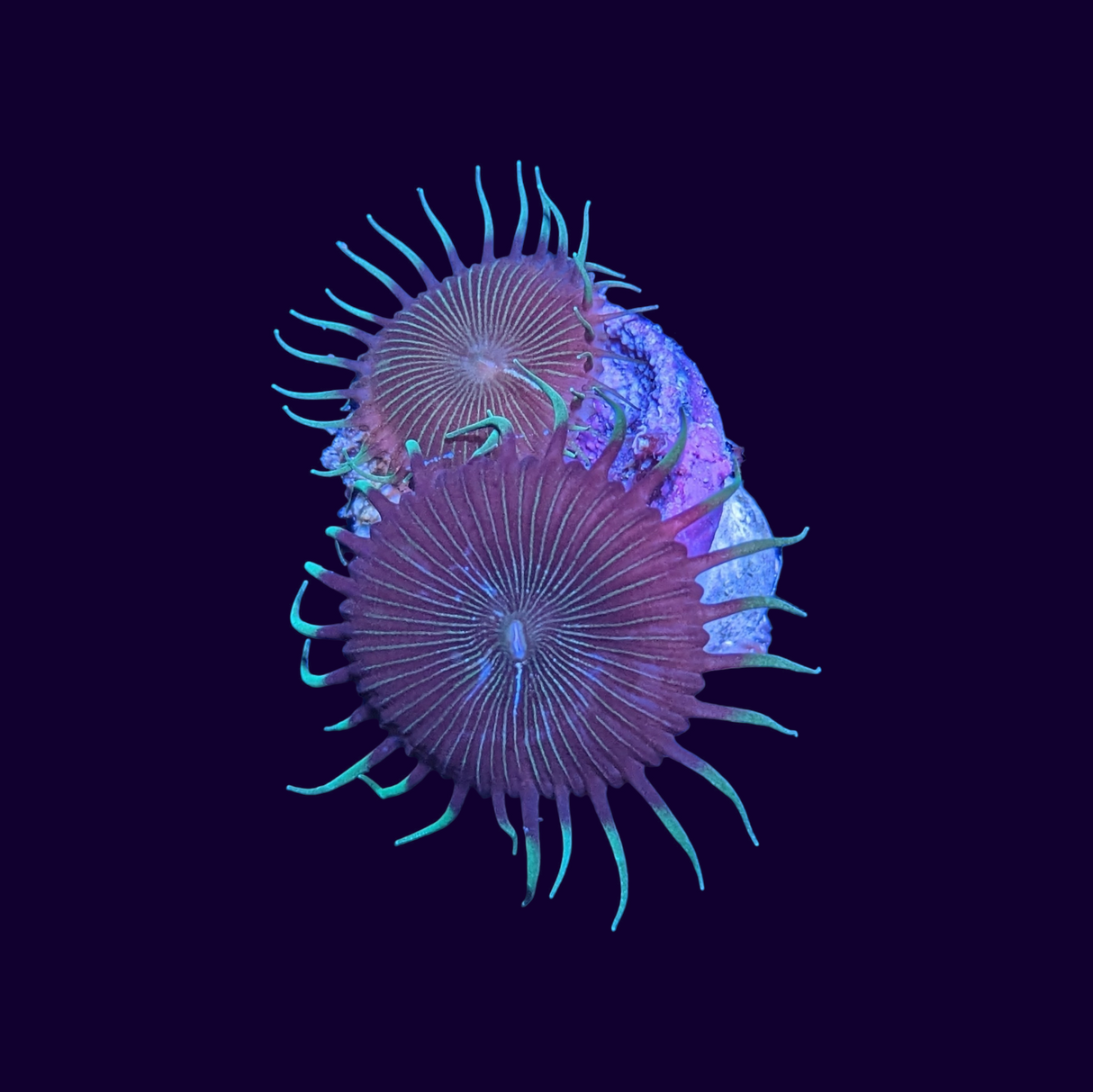 Paly Zoa