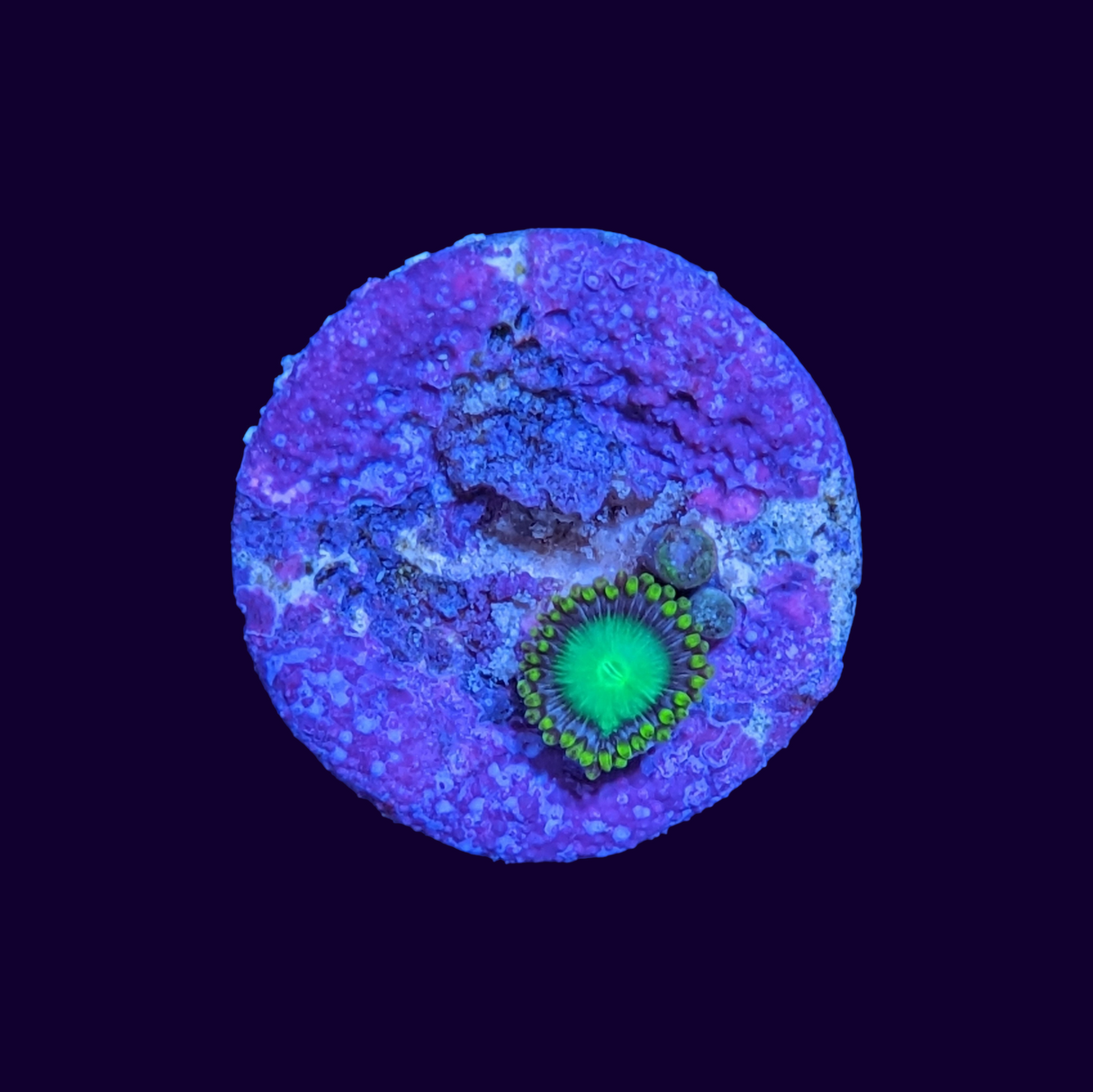 Radioactive Dragons Eye Zoa Frag