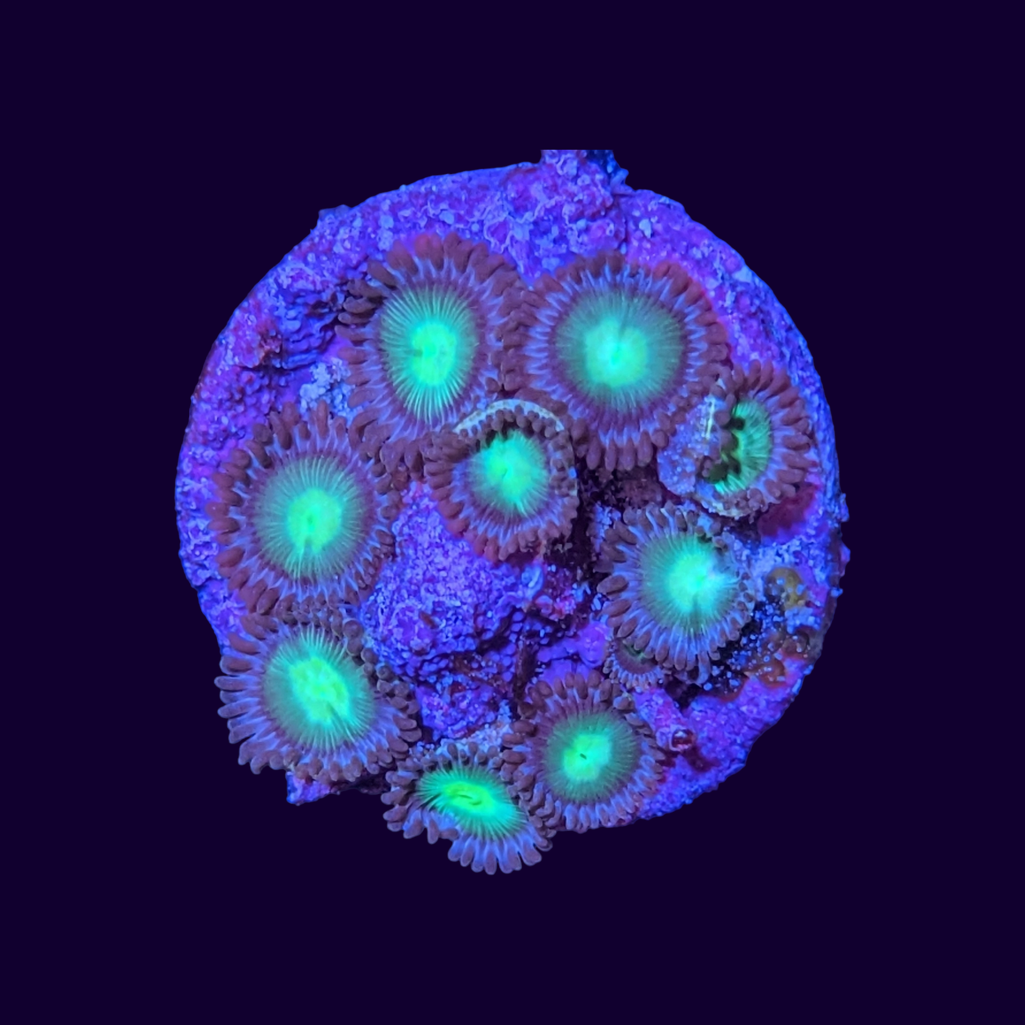 Mint Chocolate Zoa Frag