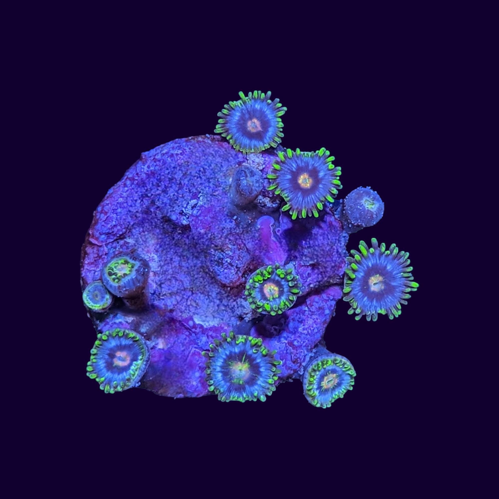 Purple Blowpops Zoa Frag