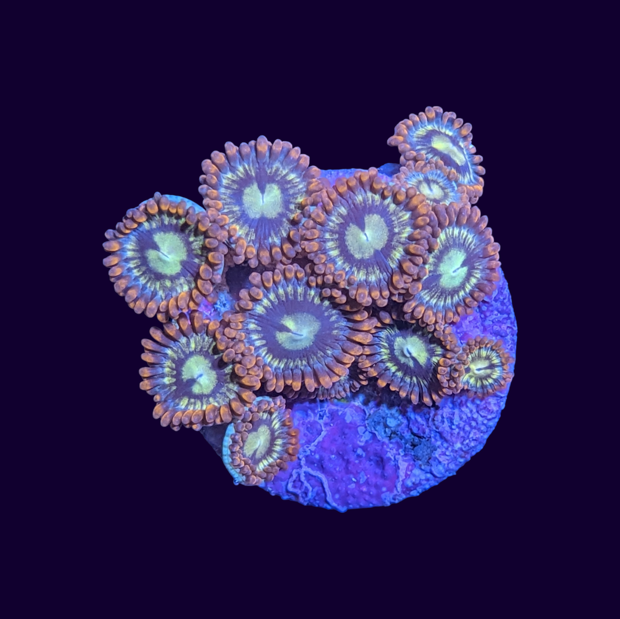 Fire and Ice Zoa Frag