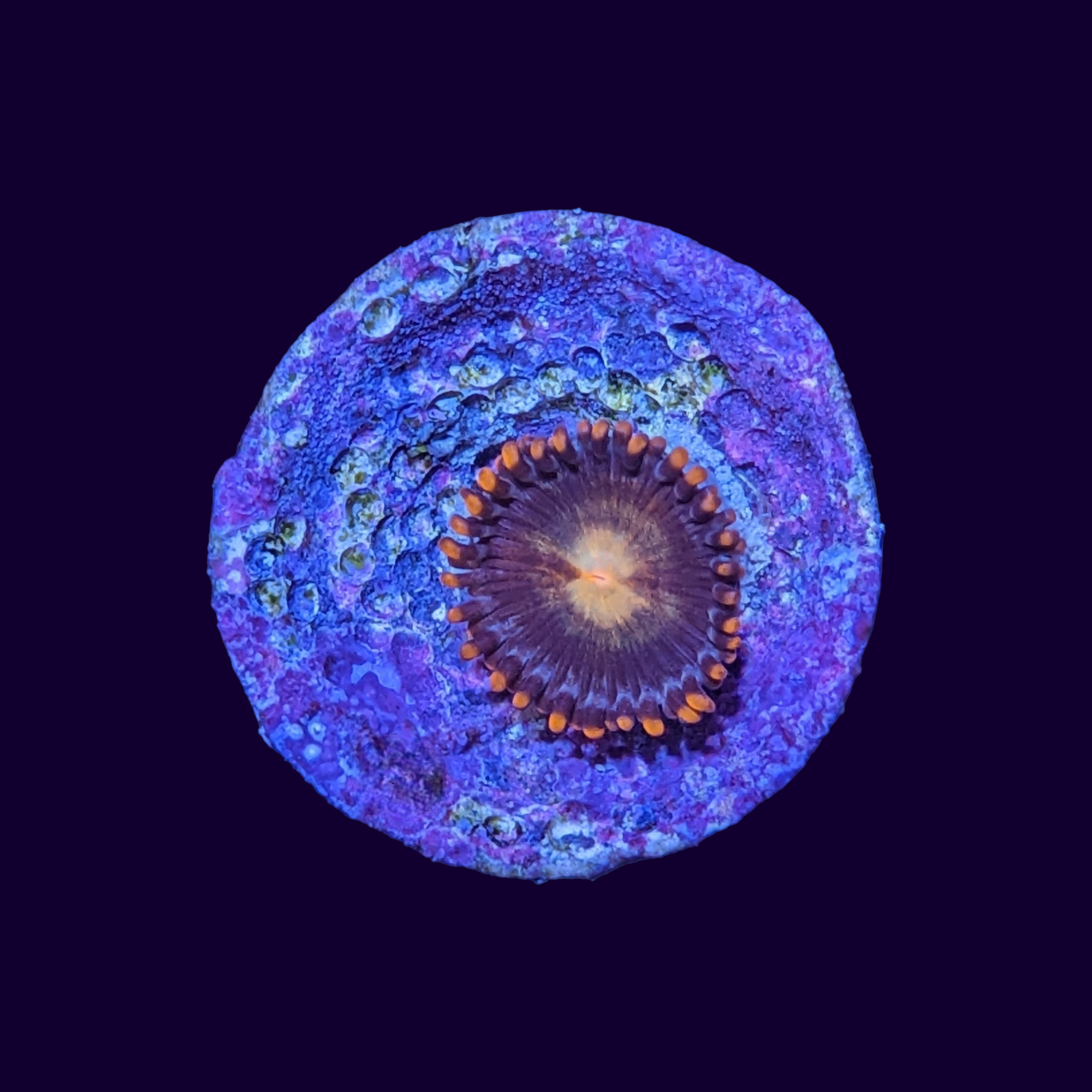 Fire and Ice Zoa Frag