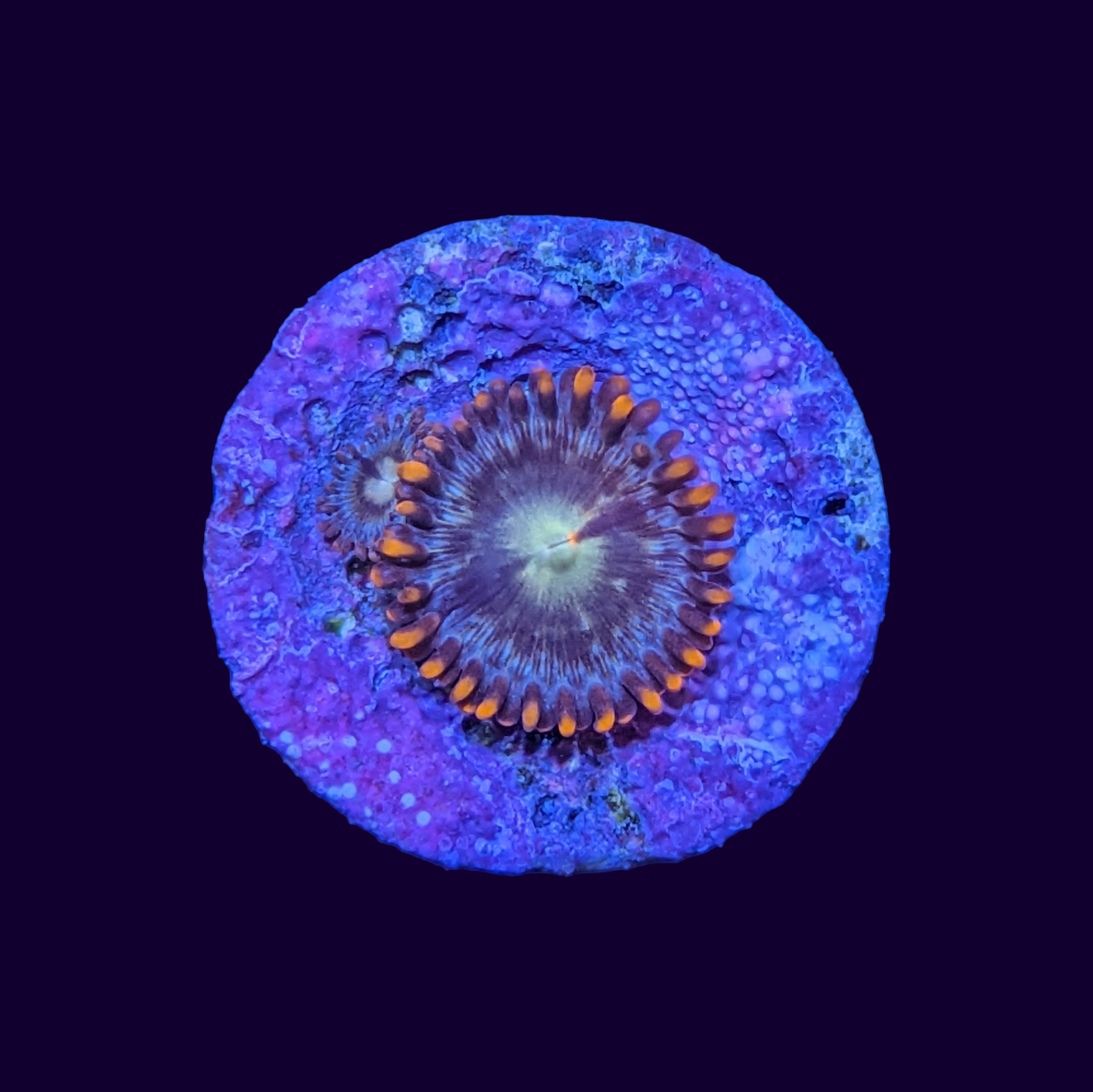 Chocolate Orange Zoa Frag