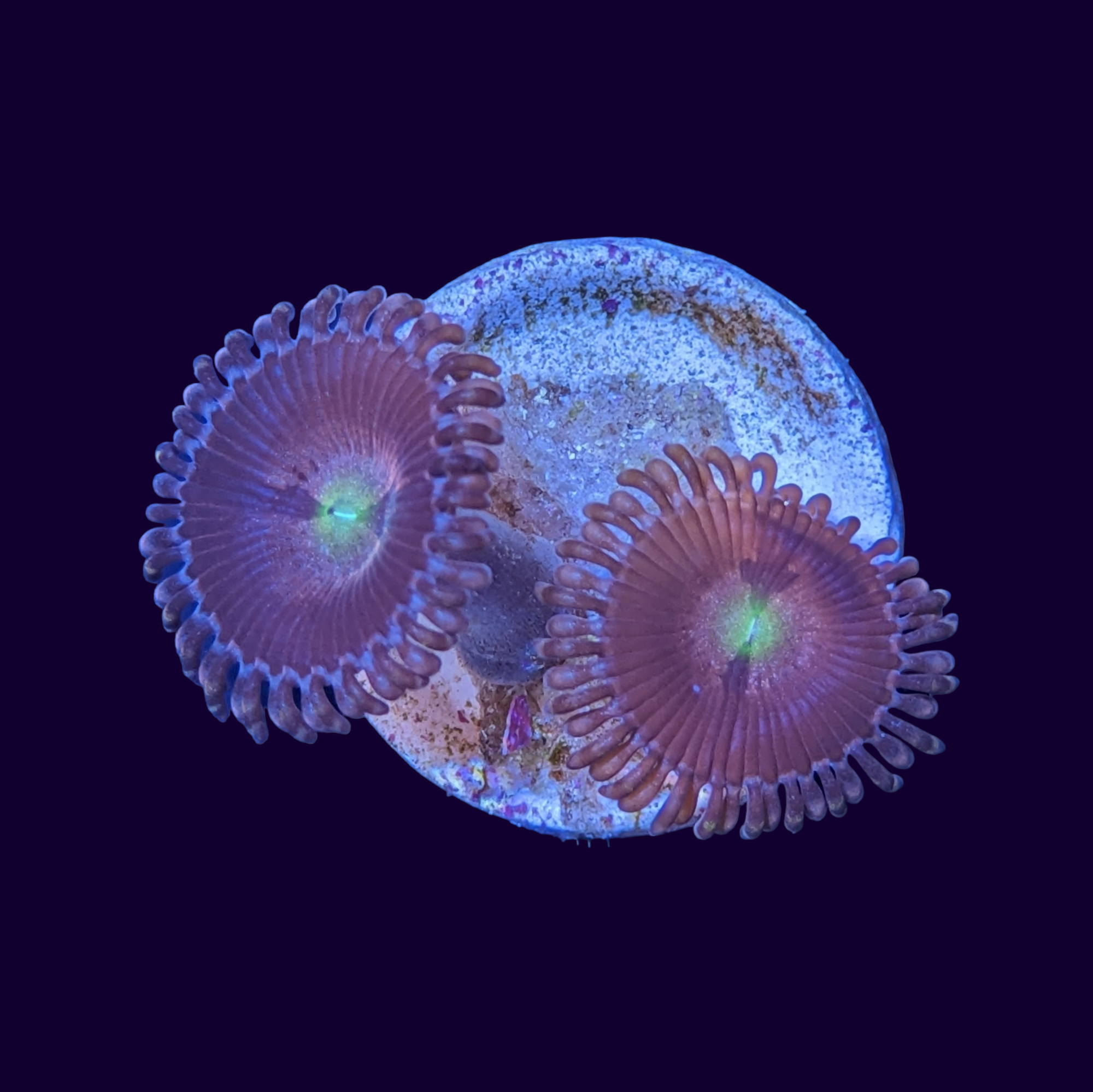 Purple Bee Zoa Frag