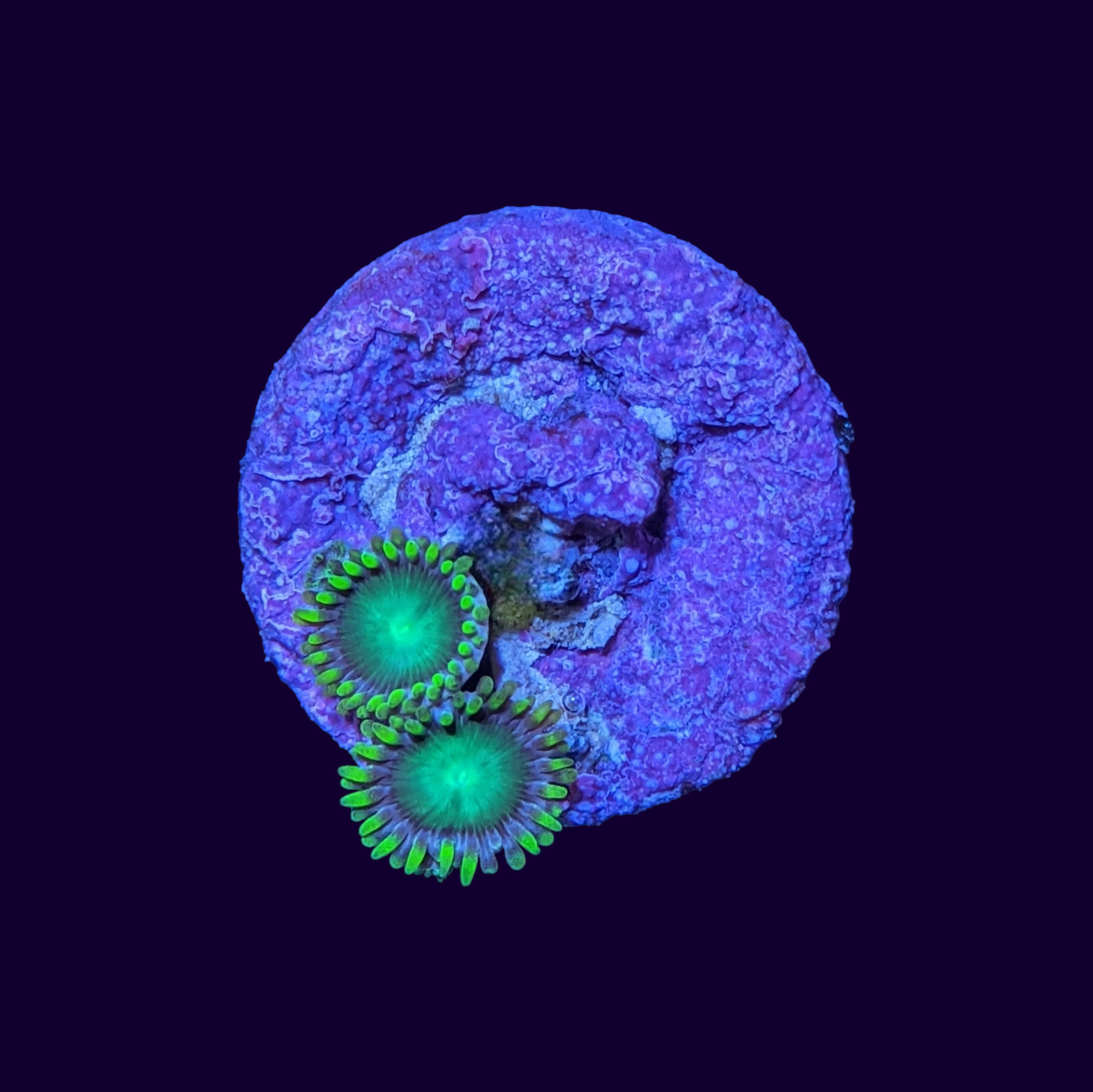 Radioactive Dragons Eye Zoa Frag