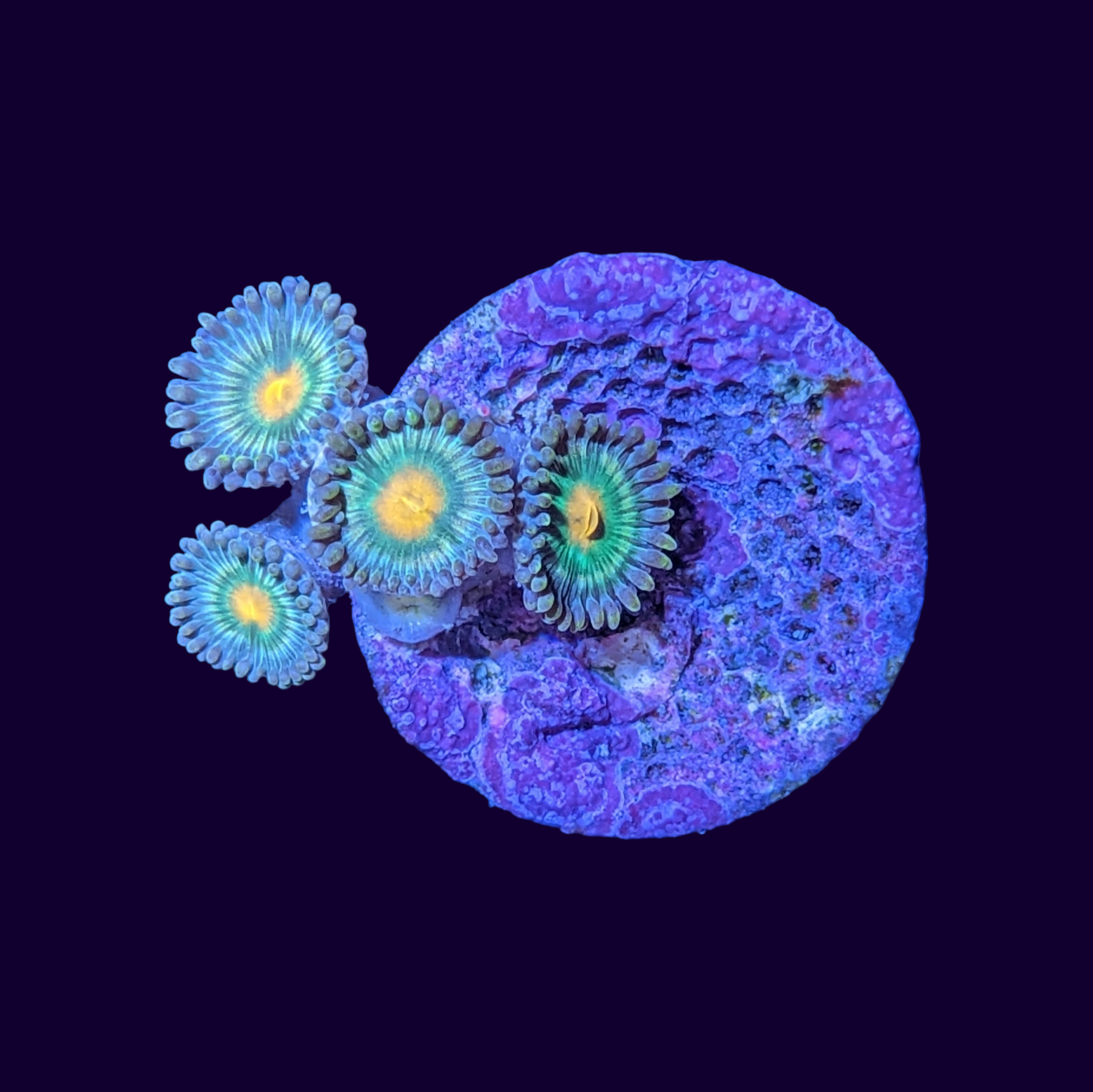 Zoa Frag