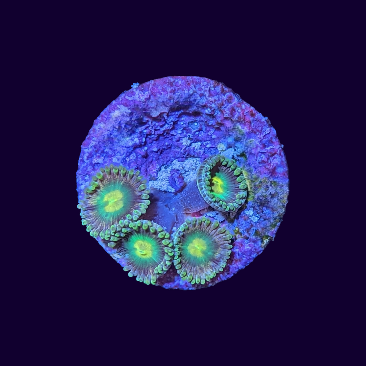 Zoa Frag