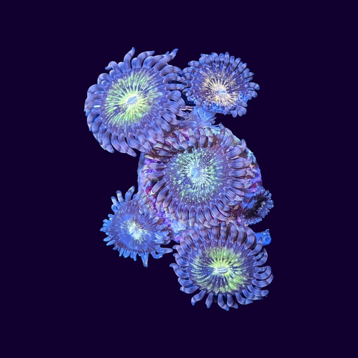 Reverse Space Monster Zoa Frag