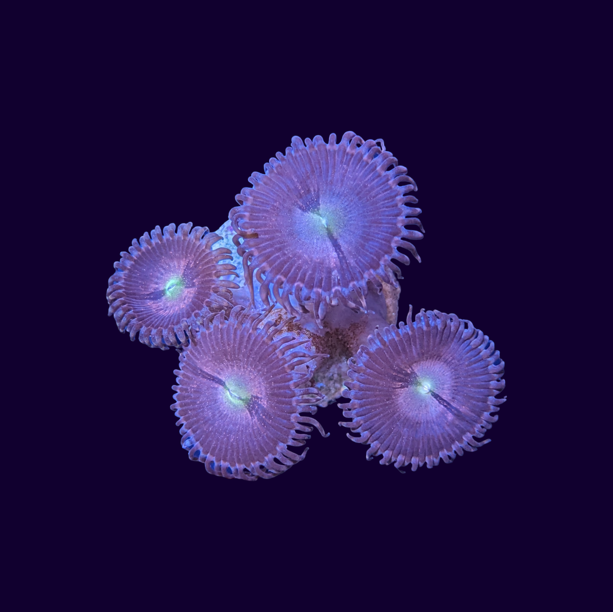 Purple Bee Zoa Frag