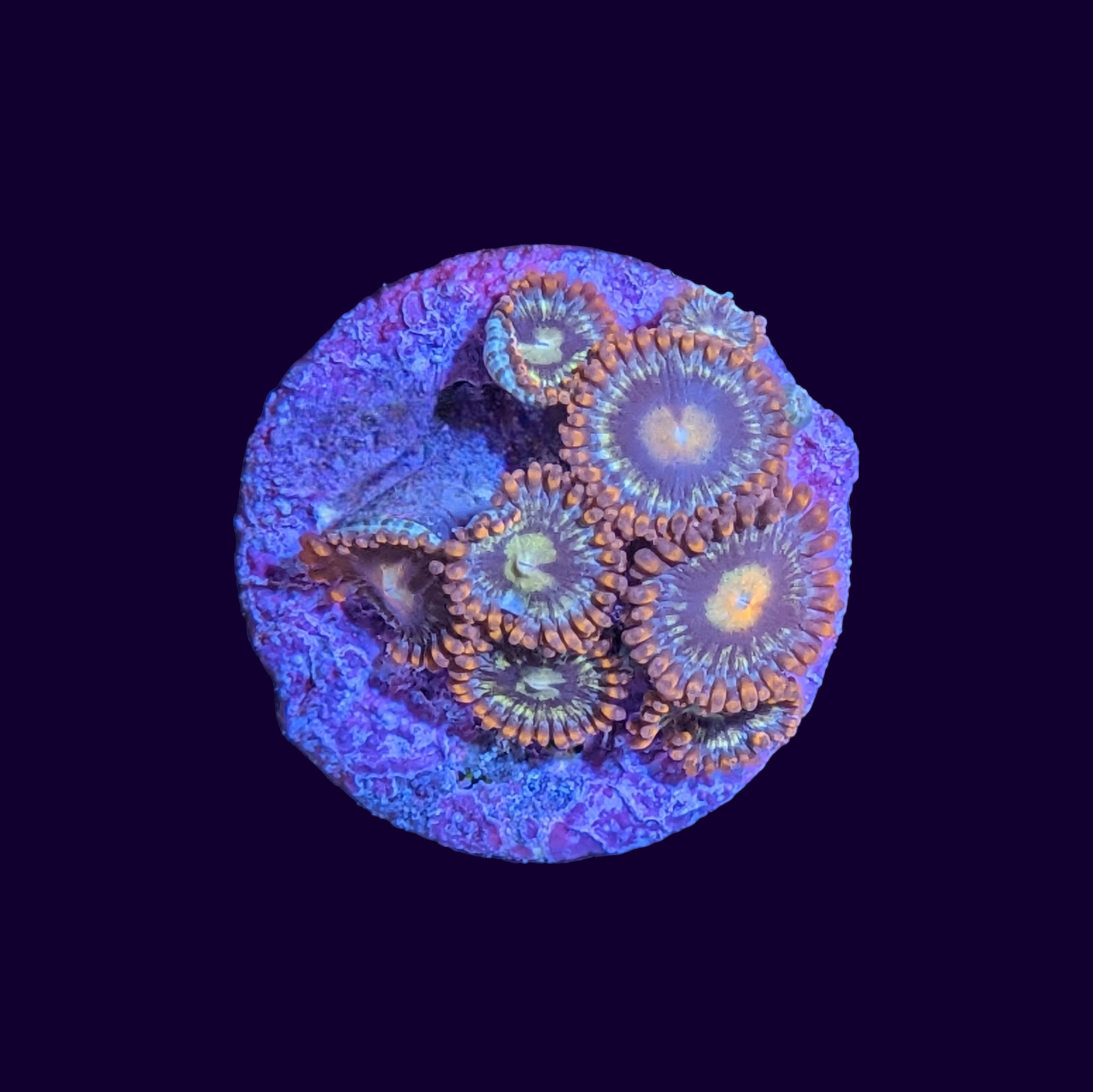 Fire and Ice Zoa Frag