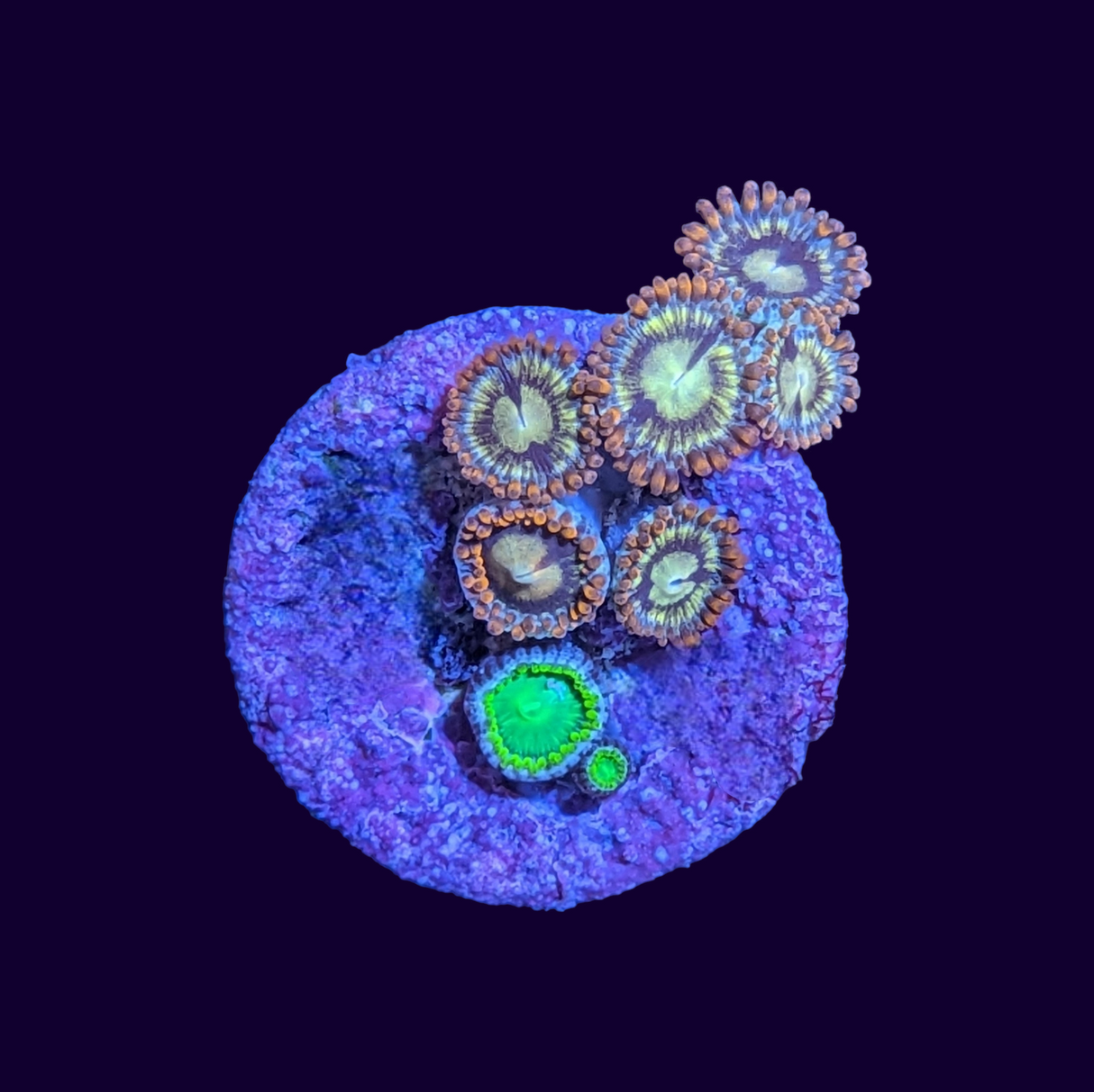 Fire and Ice and Radioactive Dragons Eye Mix Zoa Frag