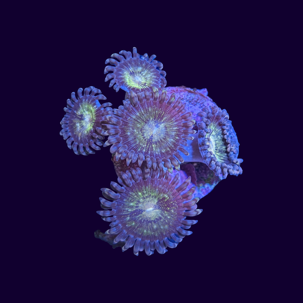 Reverse Space Monster Zoa Frag