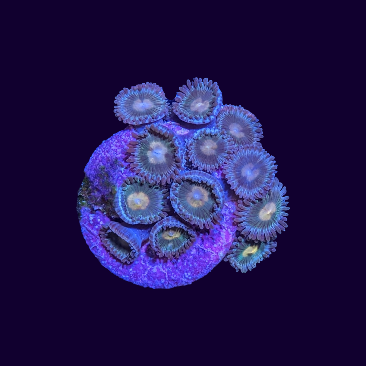 Zoa Frag