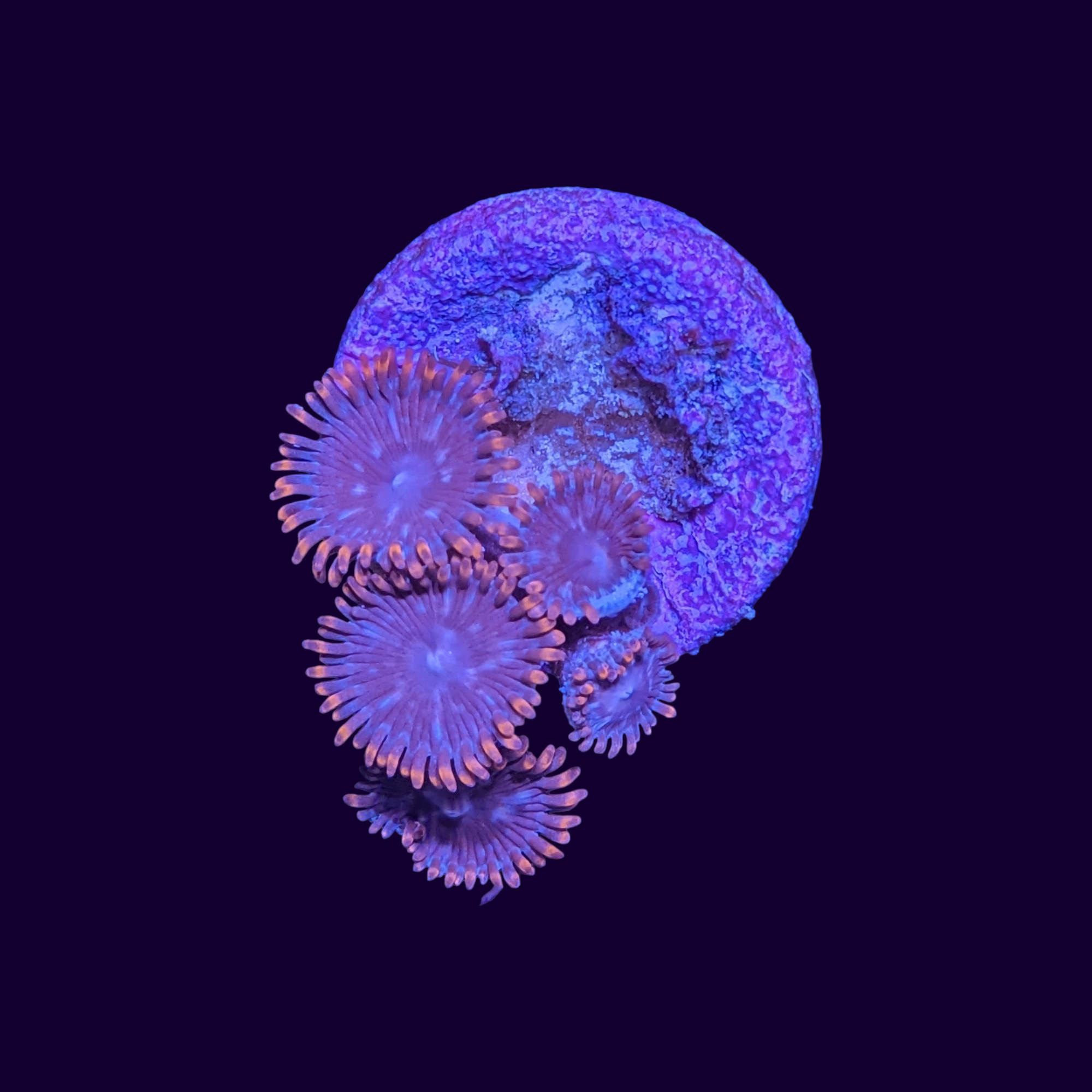 Zoa Frag