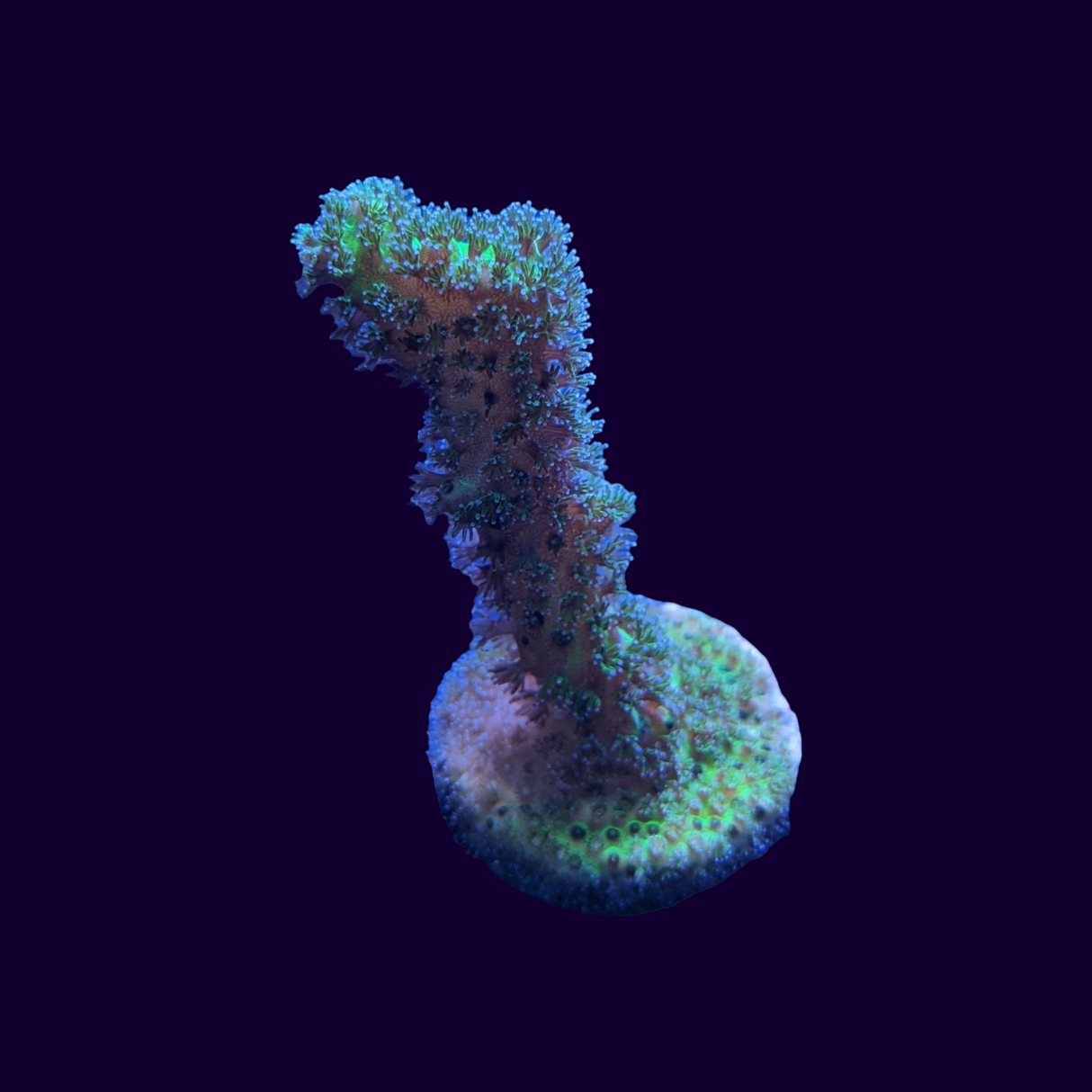 Neon Green Pocillopora