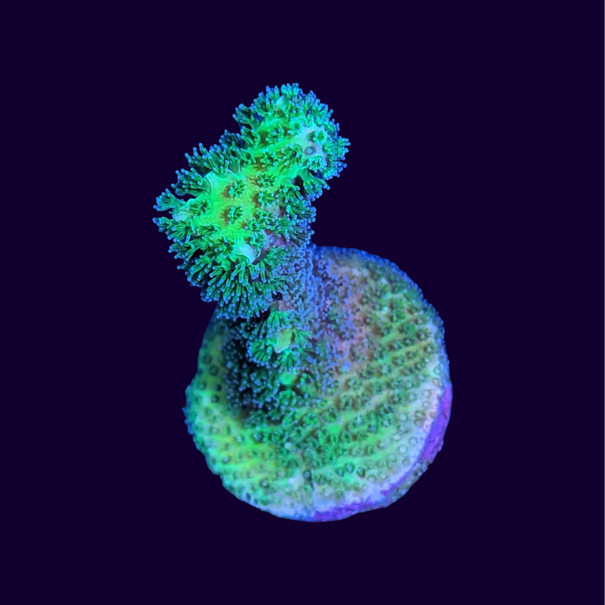 Neon Green Pocillopora