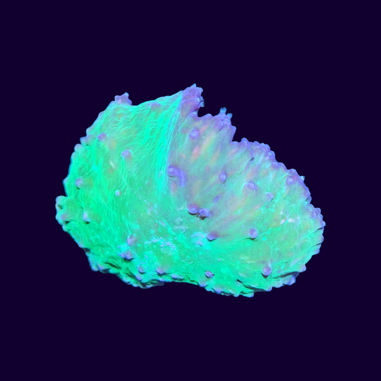 Green Cabbage Leather Coral