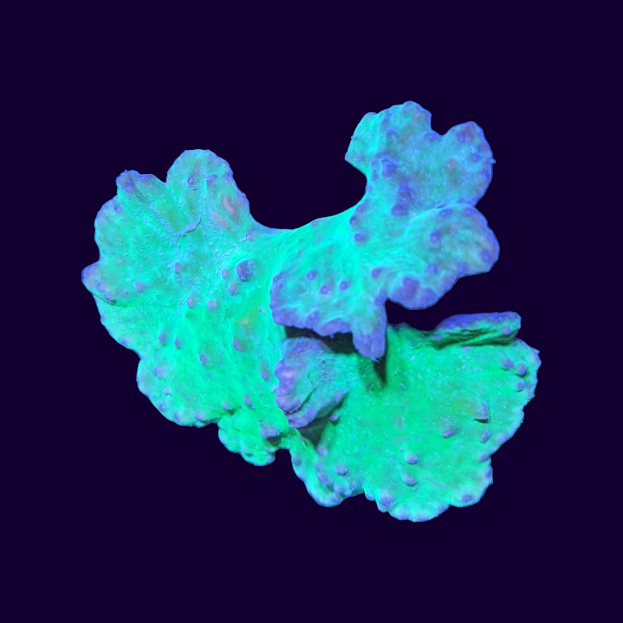 Green Cabbage Leather Coral