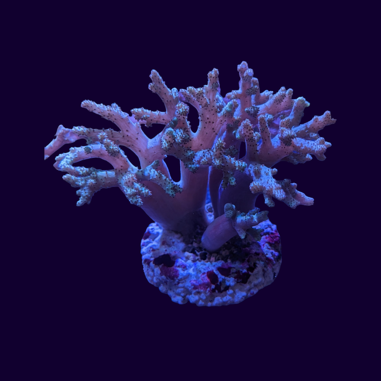 Sinularia Finger Leather Coral