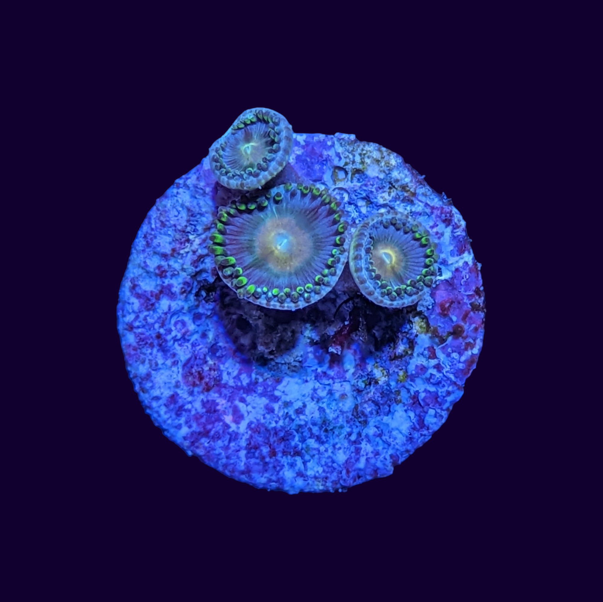 Zoa Frag