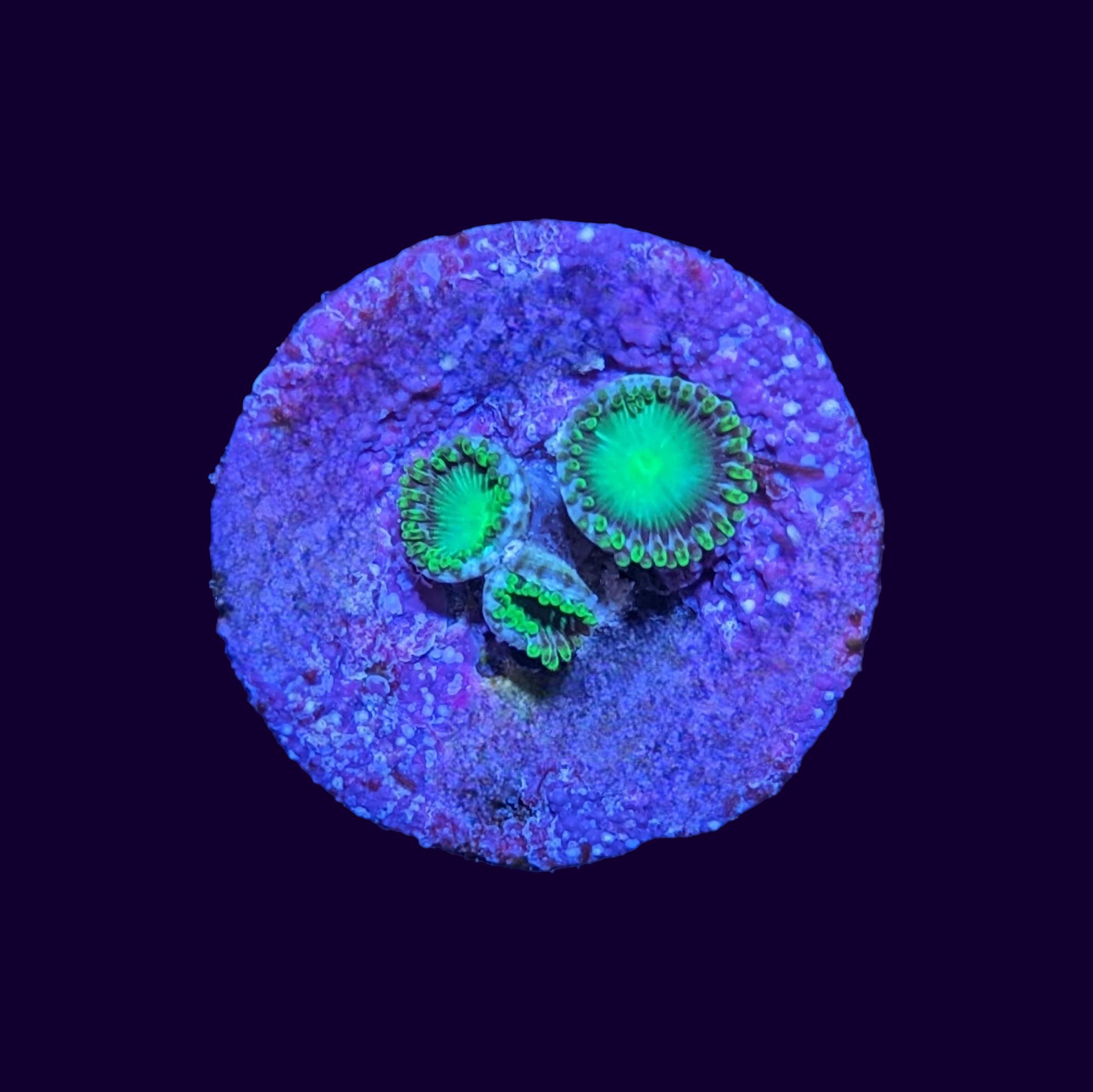 Radioactive Dragons Eye Zoa Frag