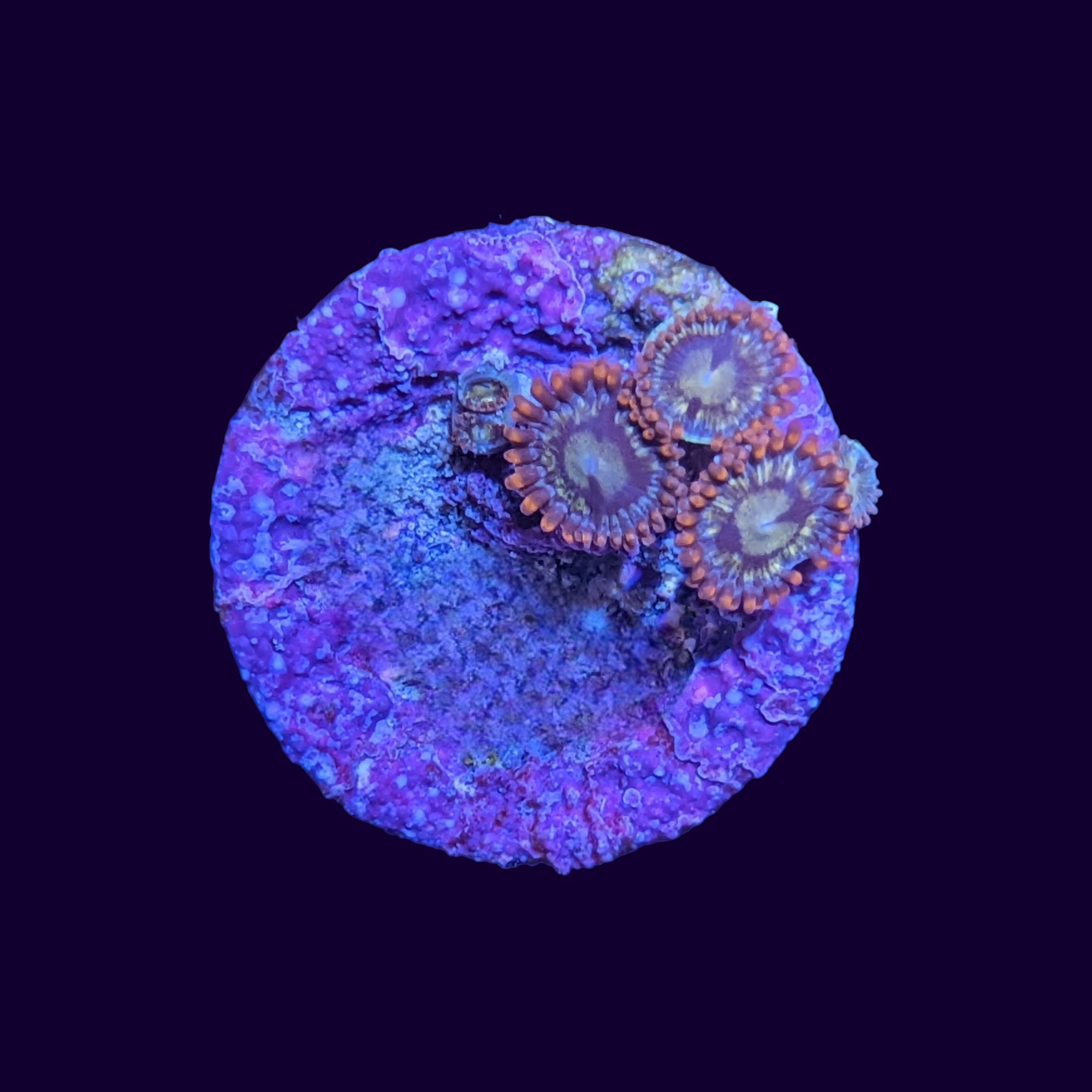 Zoa Frag