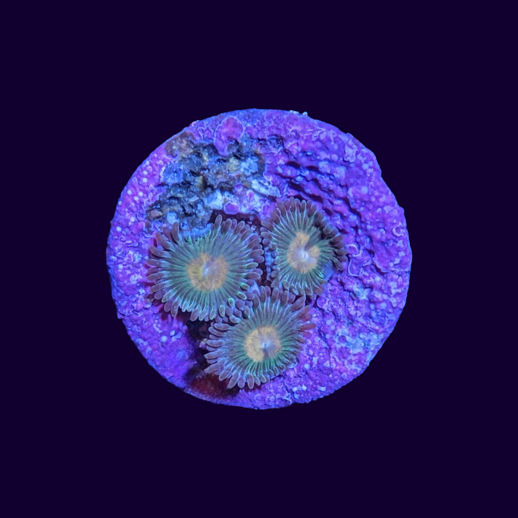 Zoa Frag