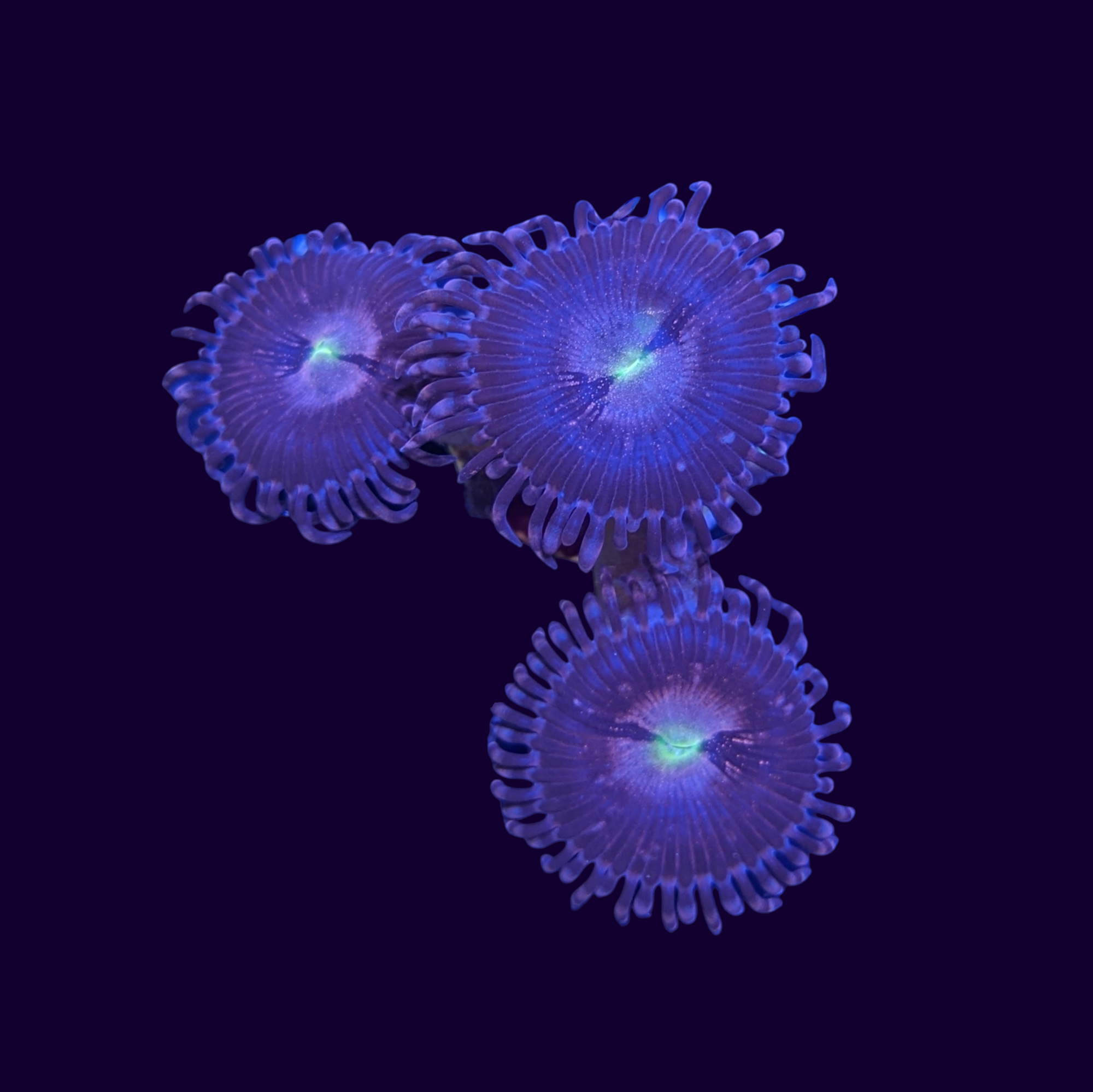 Purple Bee Zoa Frag