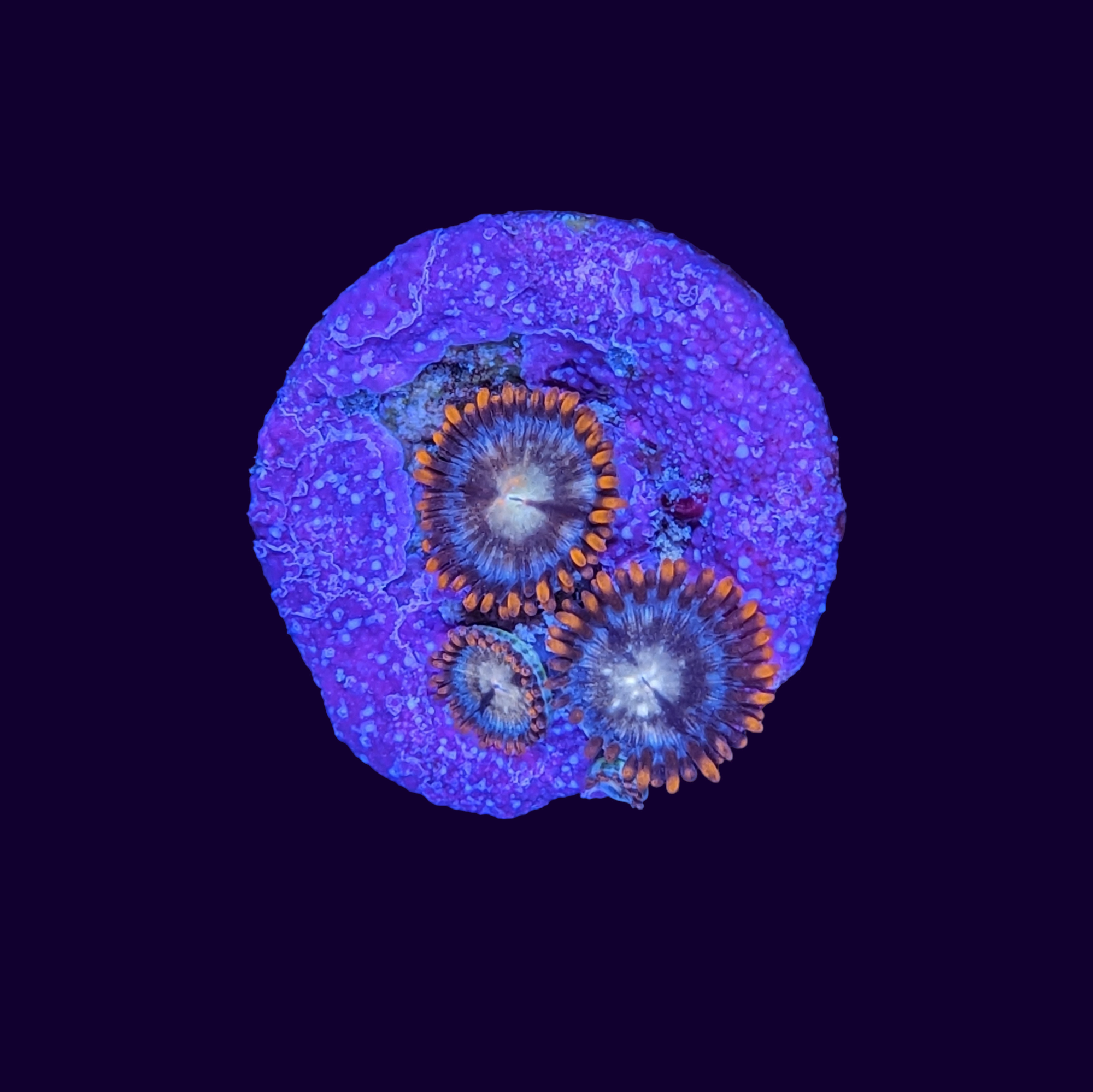 Fire and Ice Zoa Frag