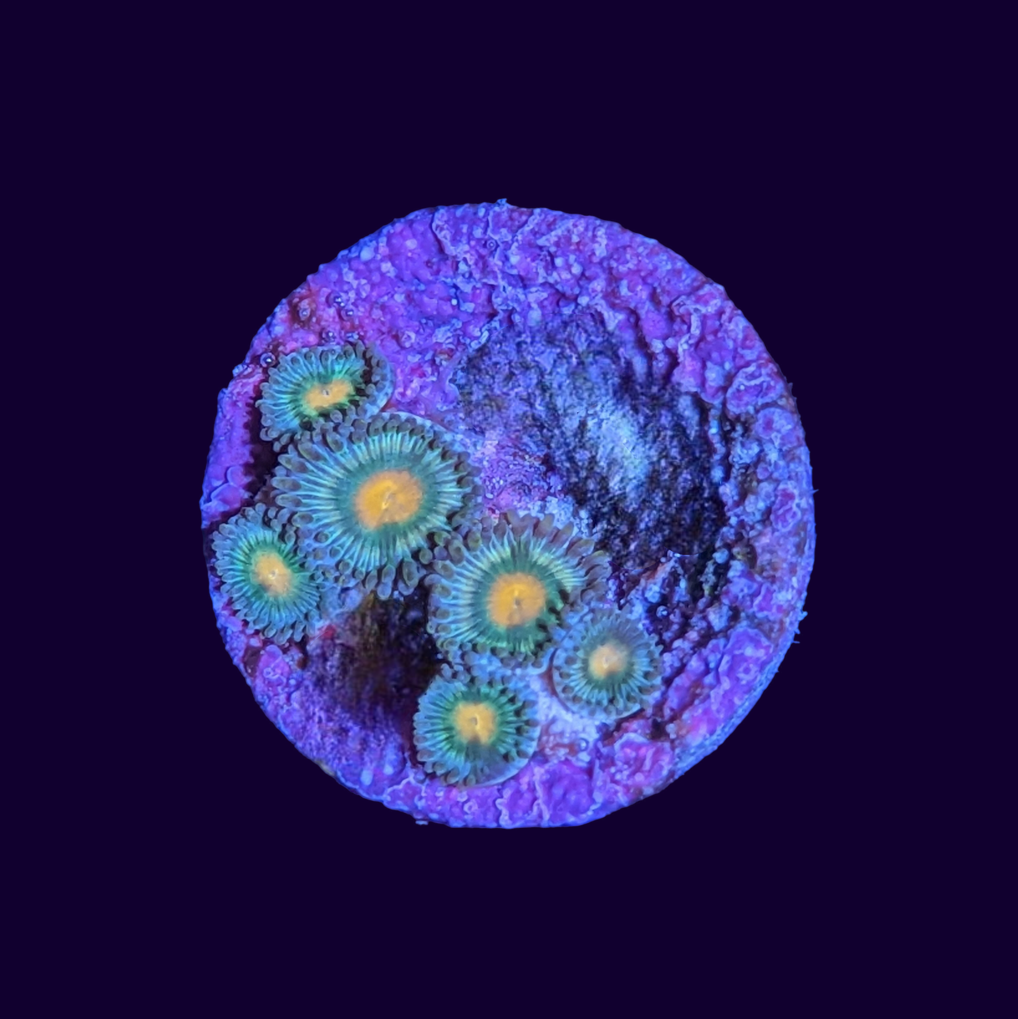 Zoa Frag