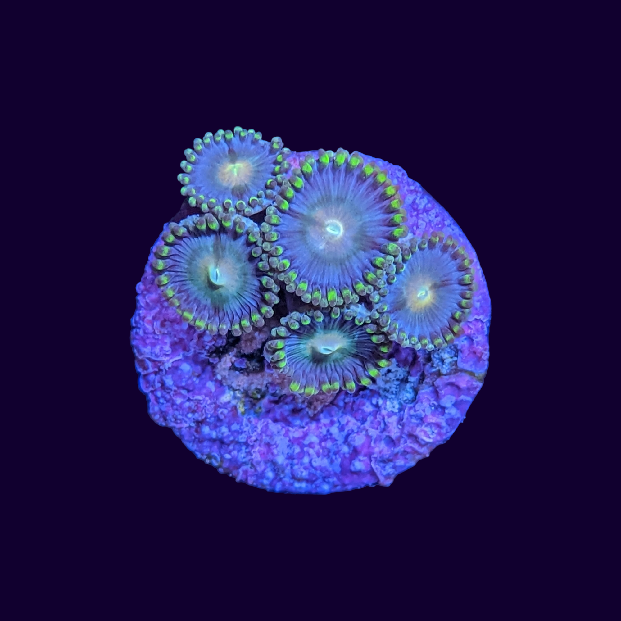 Zoa Frag