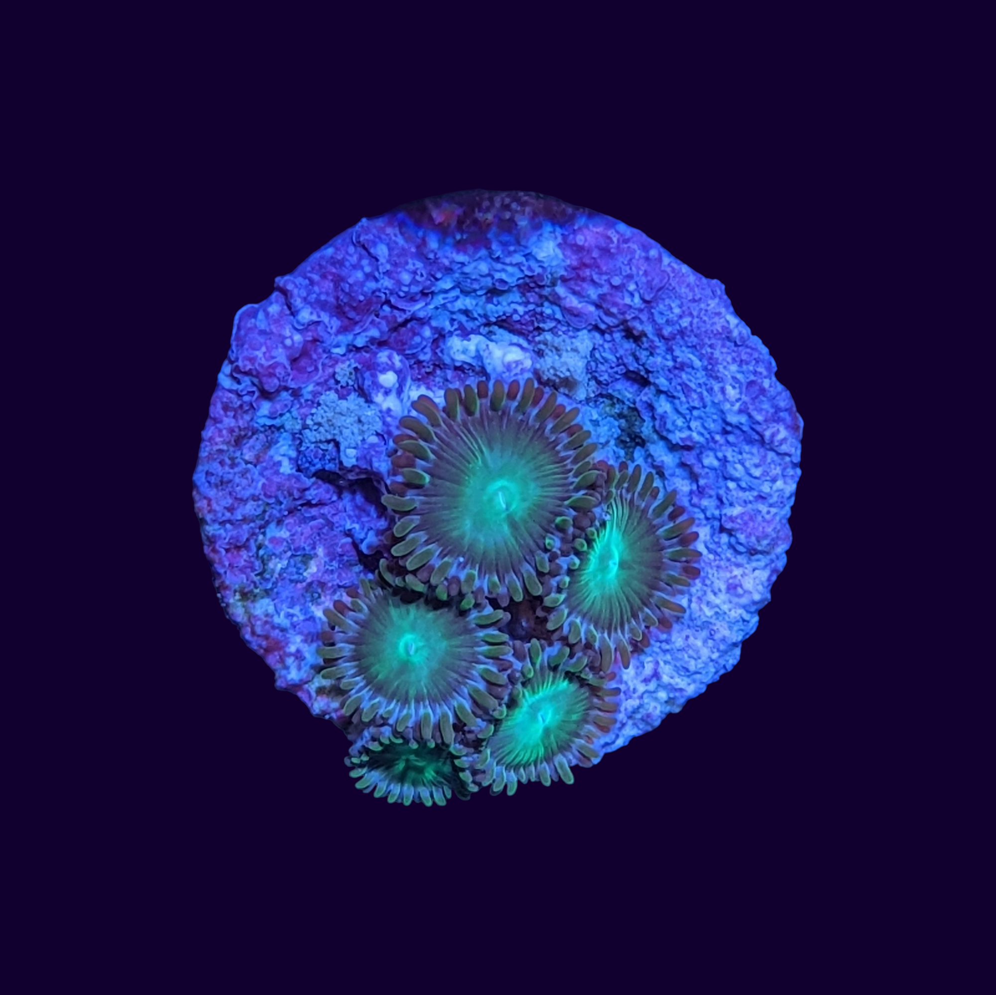 Zoa Frag