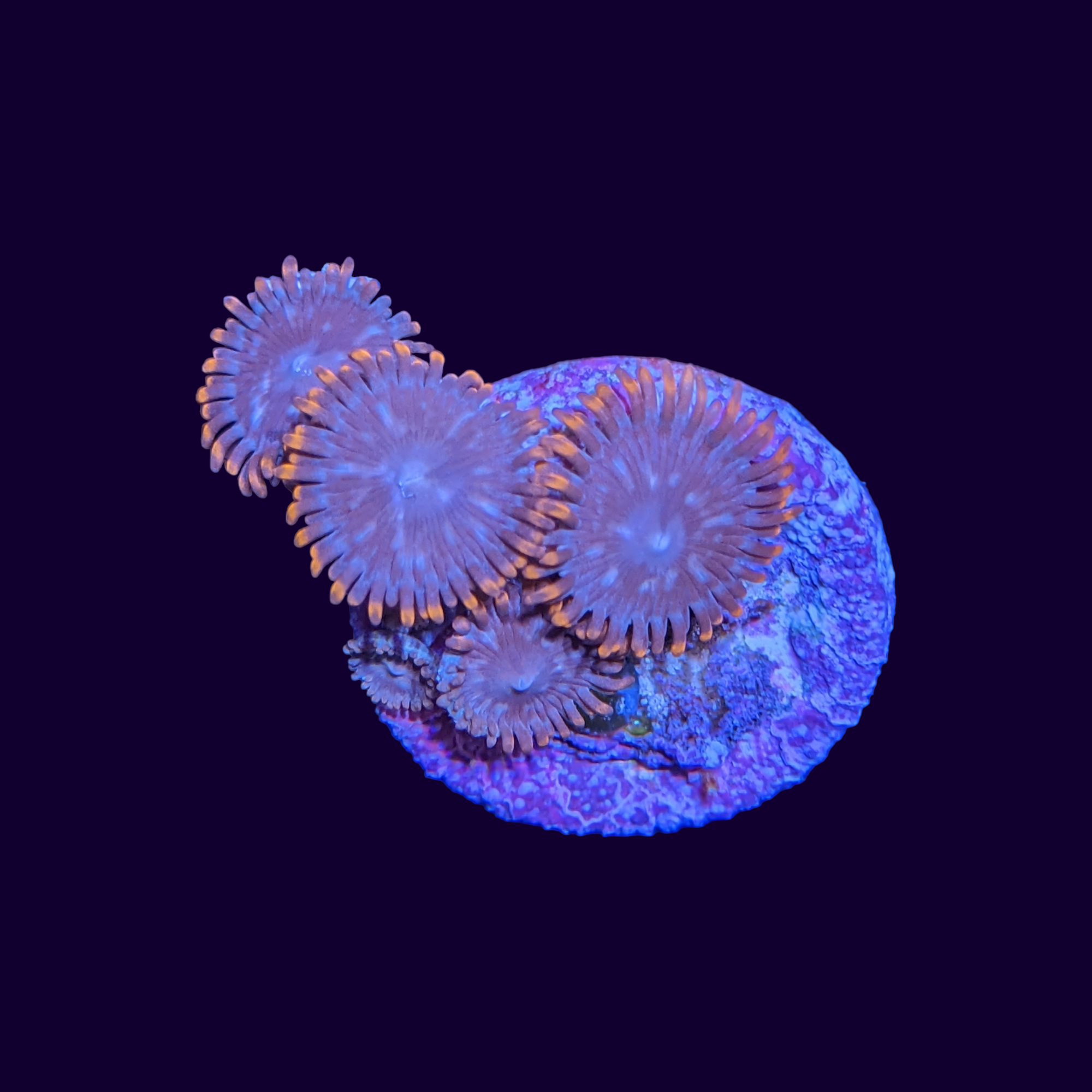 Chocolate Orange Zoa Frag