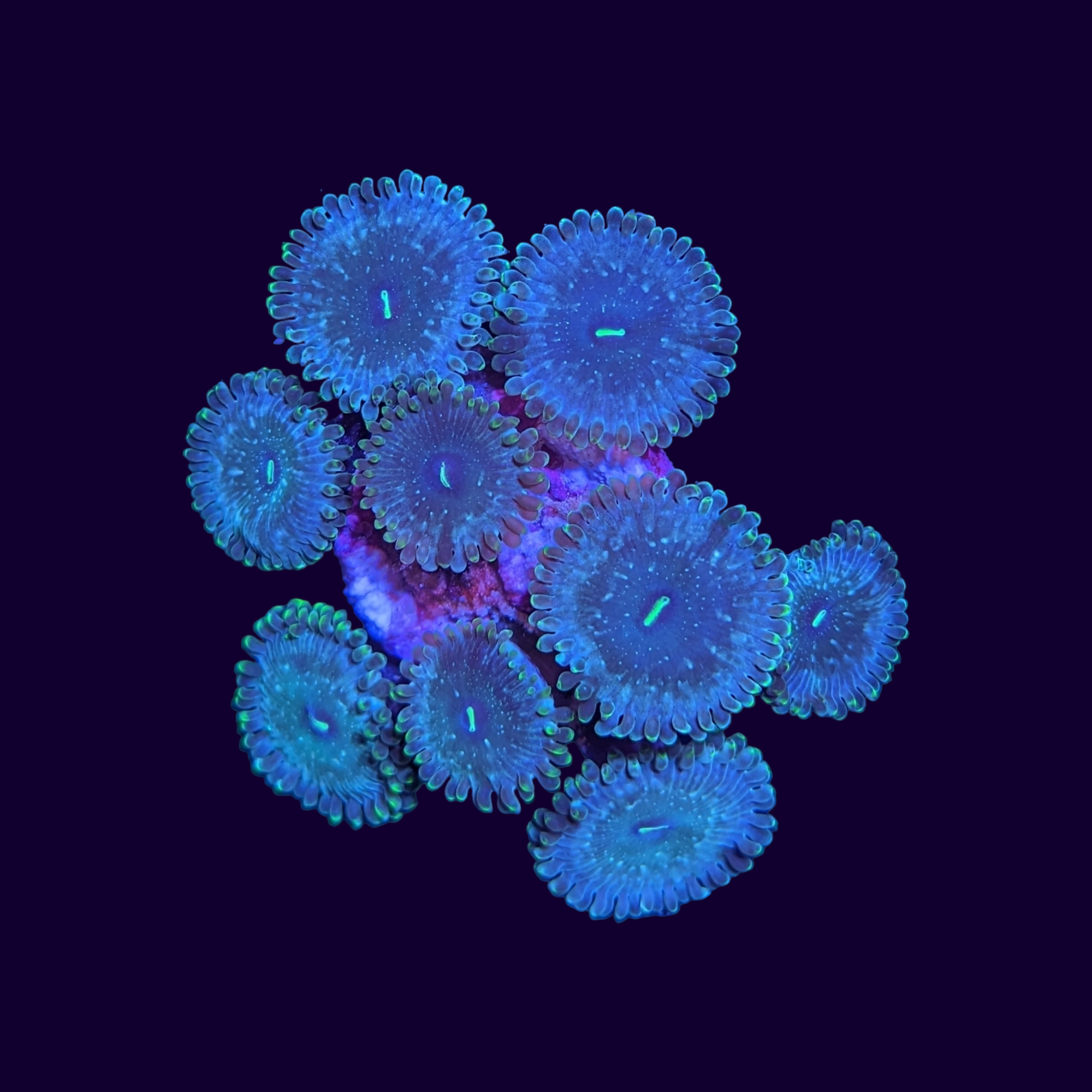 Hawaiian People Eater Zoa Frag