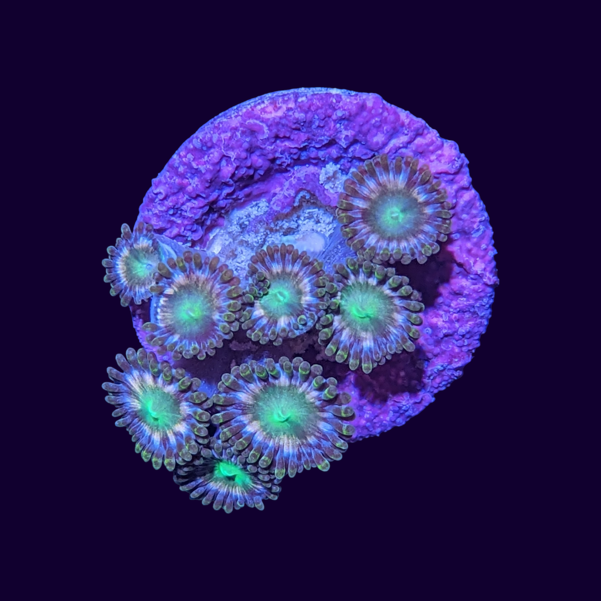 Hawaiian Punch Zoa Frag