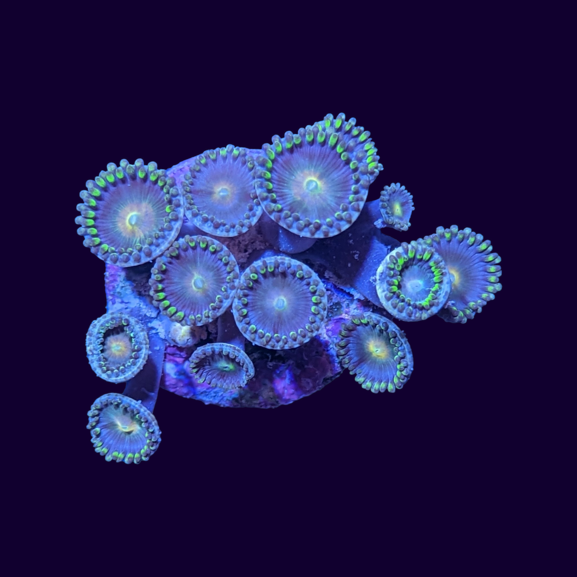 Zoa Frag