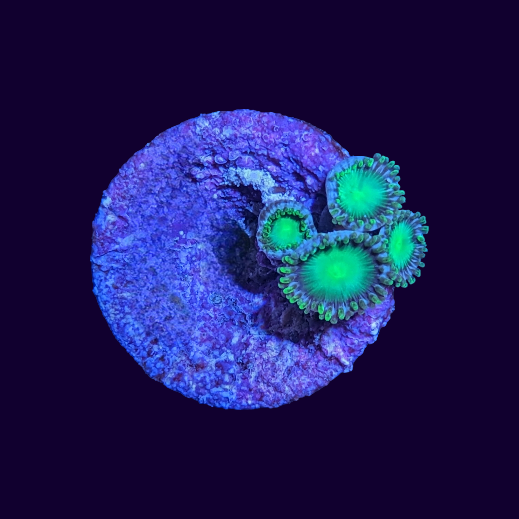 Radioactive Dragons Eye Zoa Frag