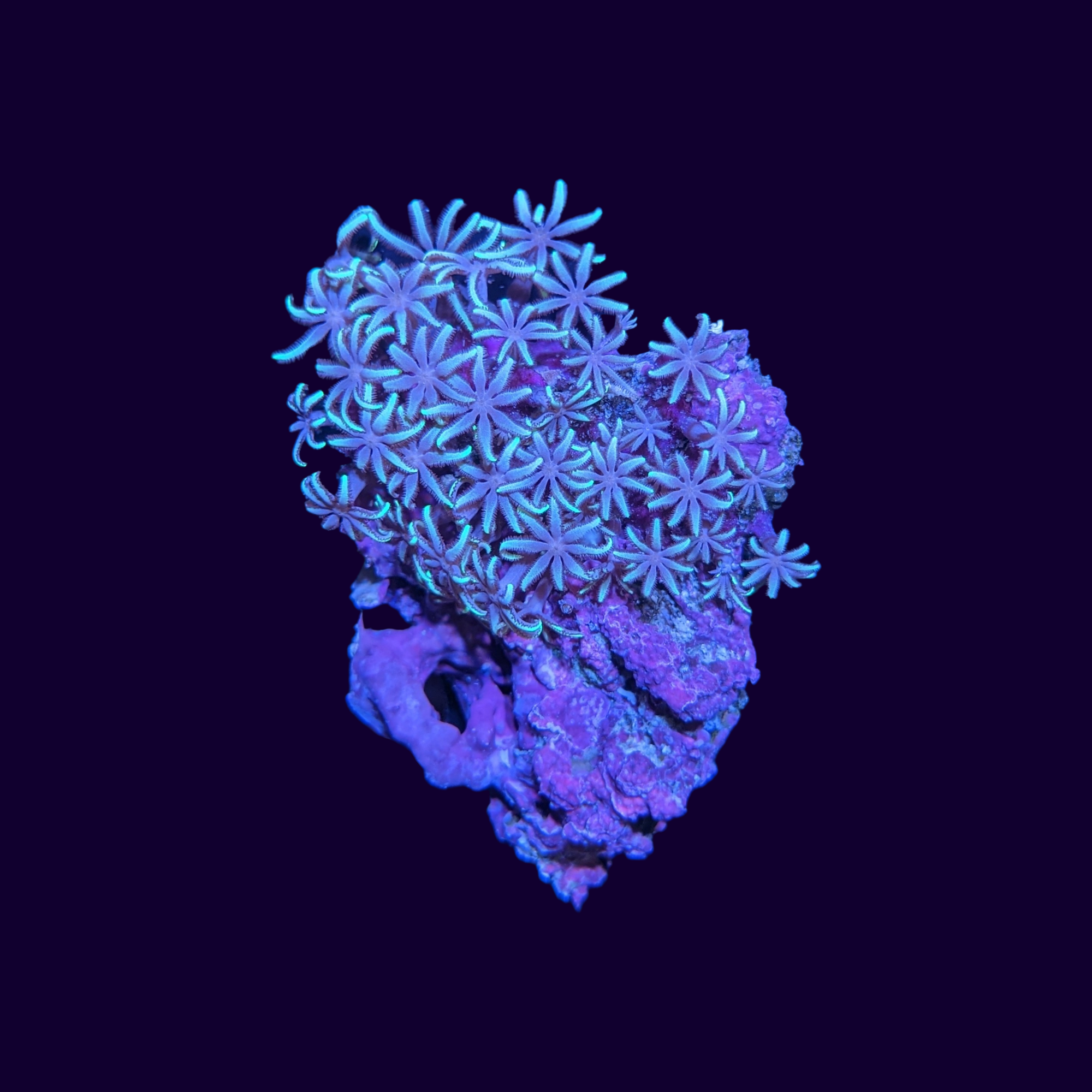 Green Star Polyp Frag