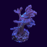 Kenya Tree