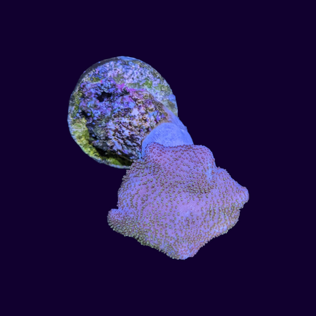 Toadstool