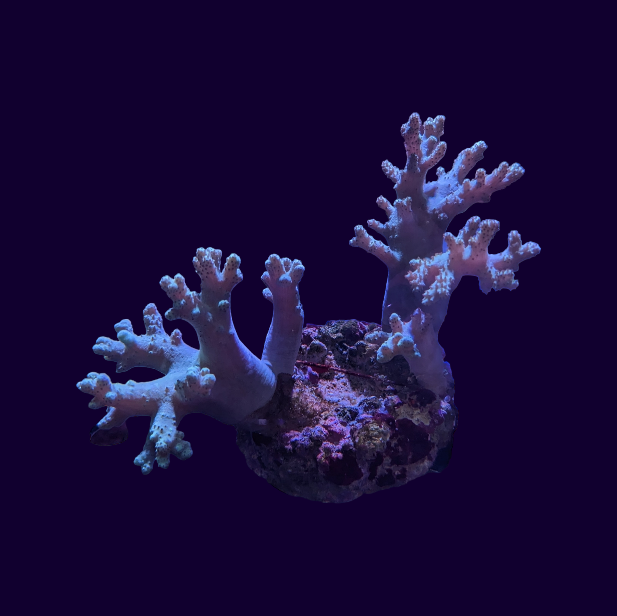 Sinularia Finger Leather Coral