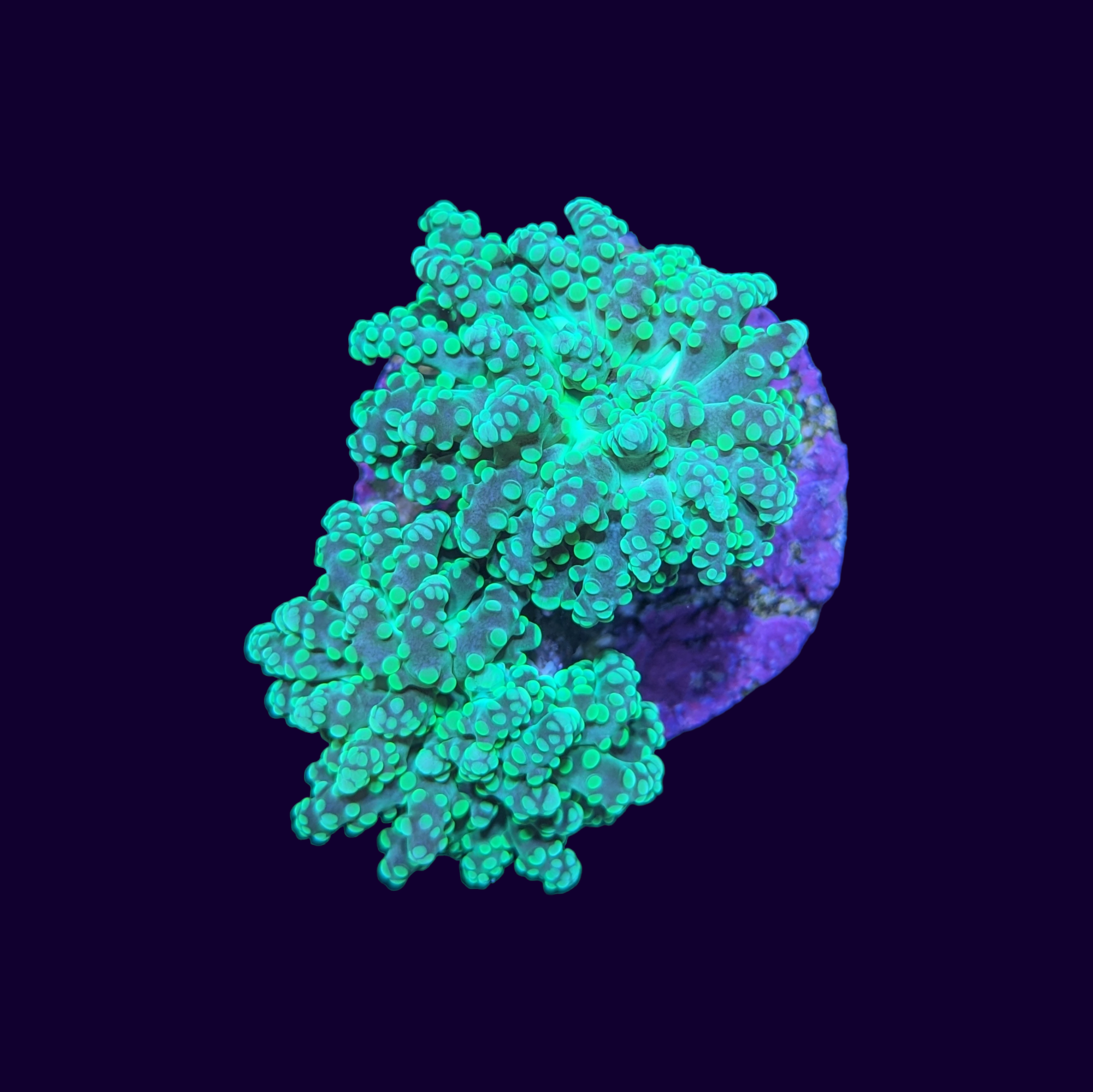 Neon Green Frogspawn