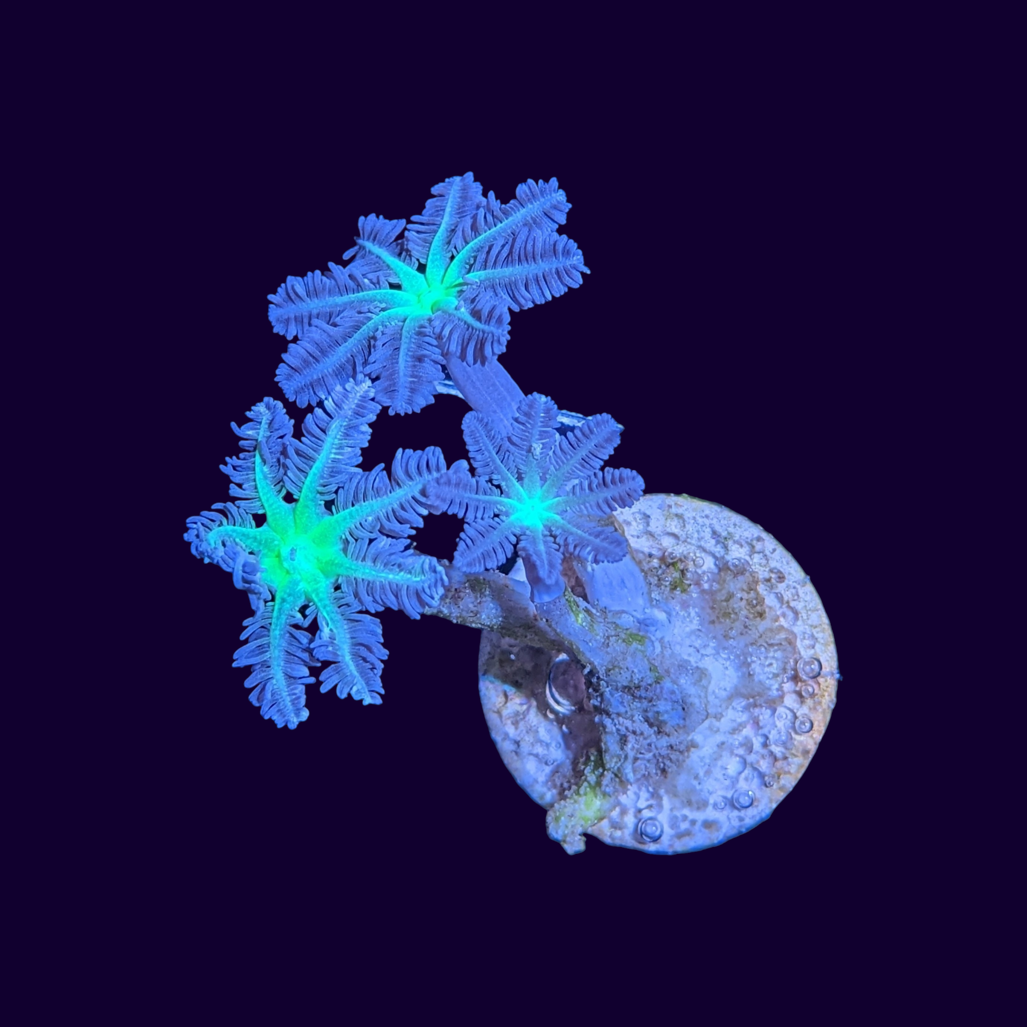 Neon Green Clove Polyps