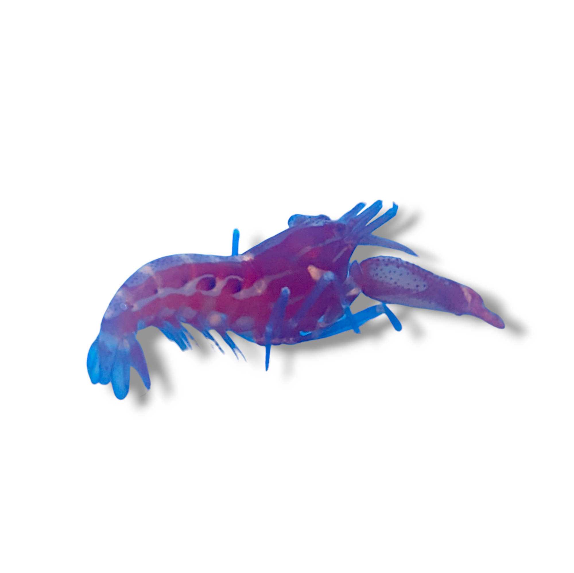 Pistol Shrimp (Collection Only)
