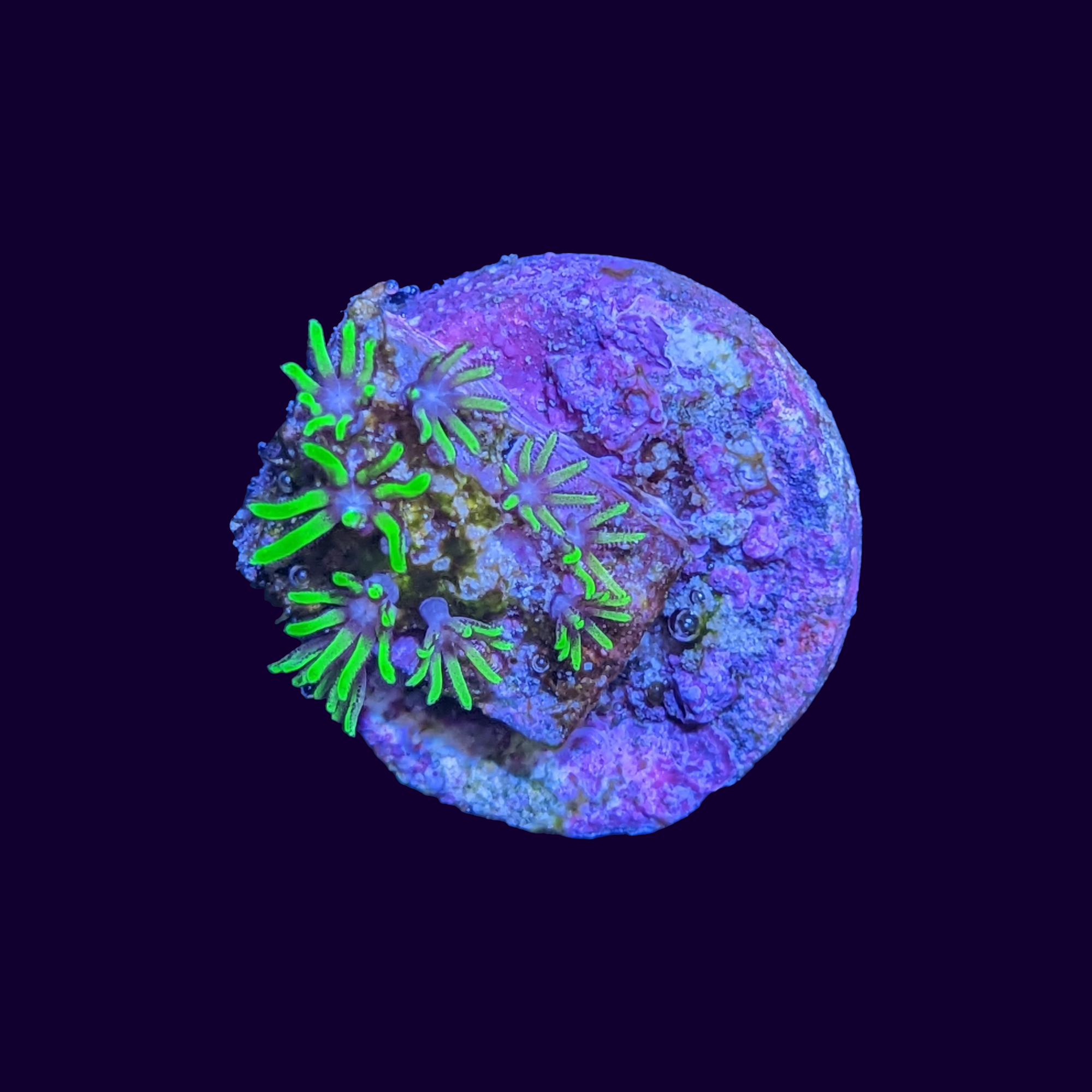 Ultra Neon Green Star Polyp Frag